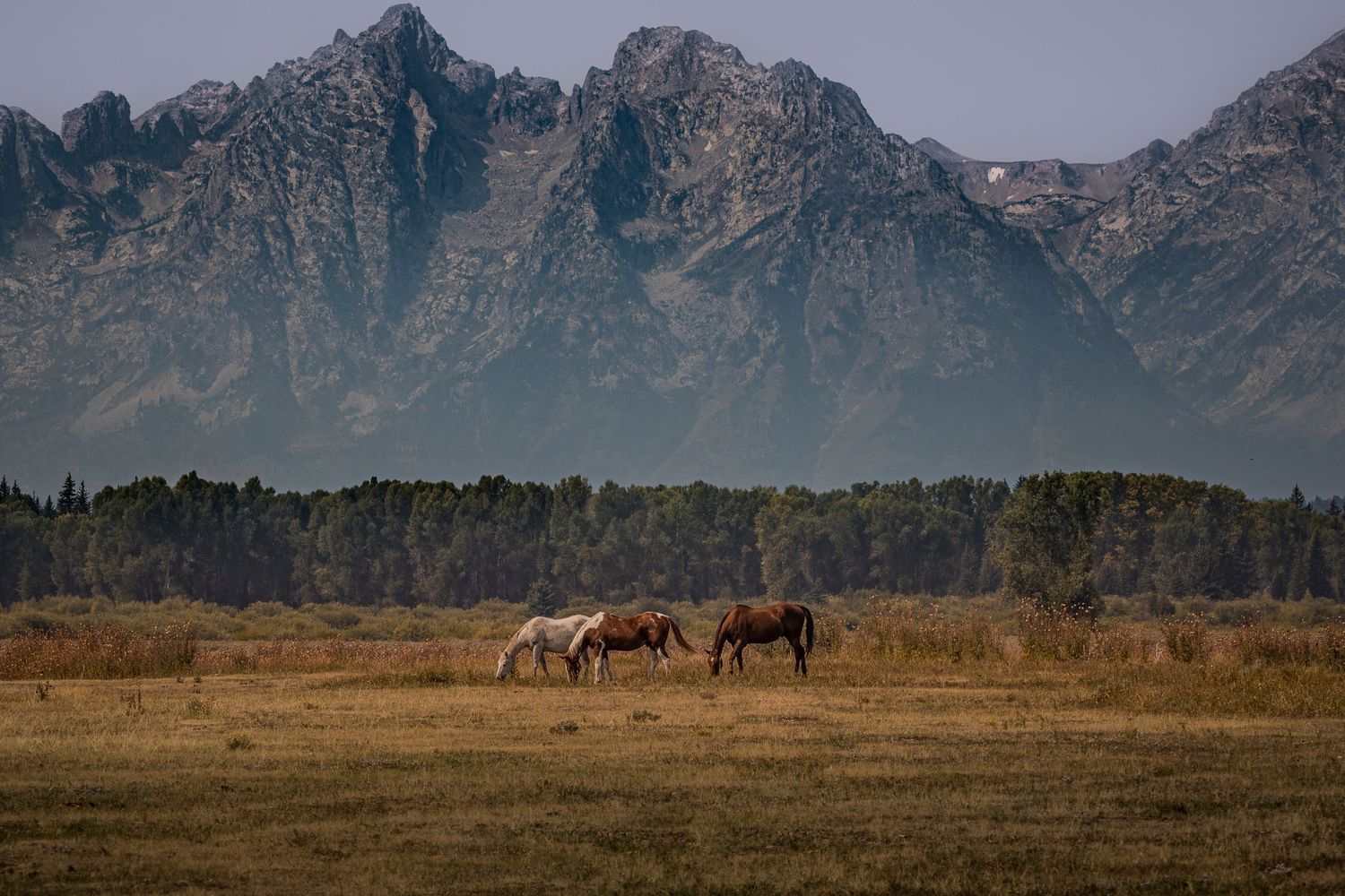 Photo of Grand Teton Mountains Montana. Wild horses grazing in the pasture with the majestic Tetons in the background.