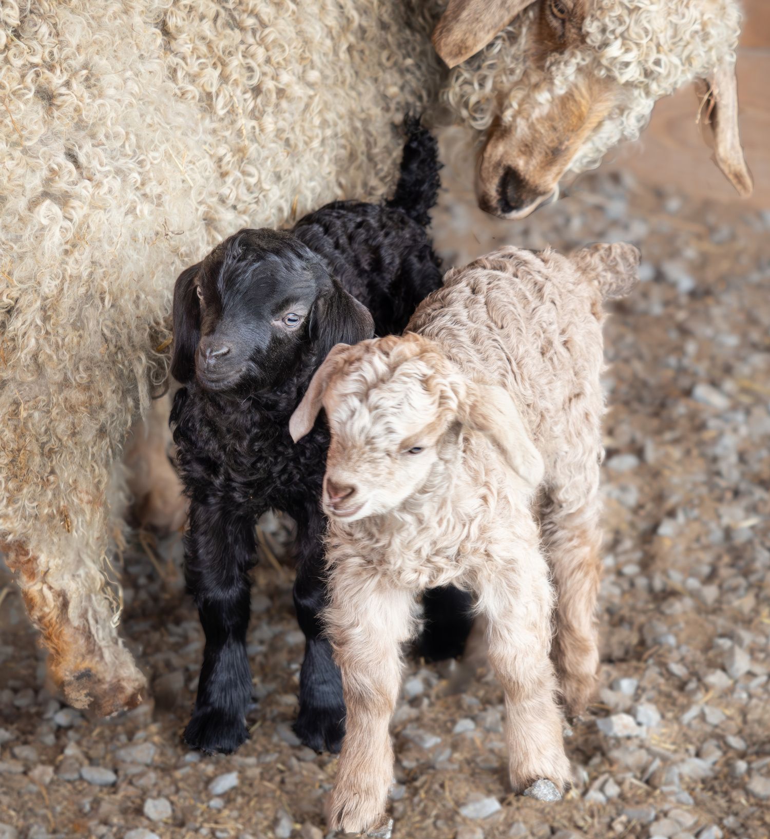 Photo of baby angora goats and their mom watching over them, keeping them close. The kids are named Kenny Rogers and Dolly Parton.