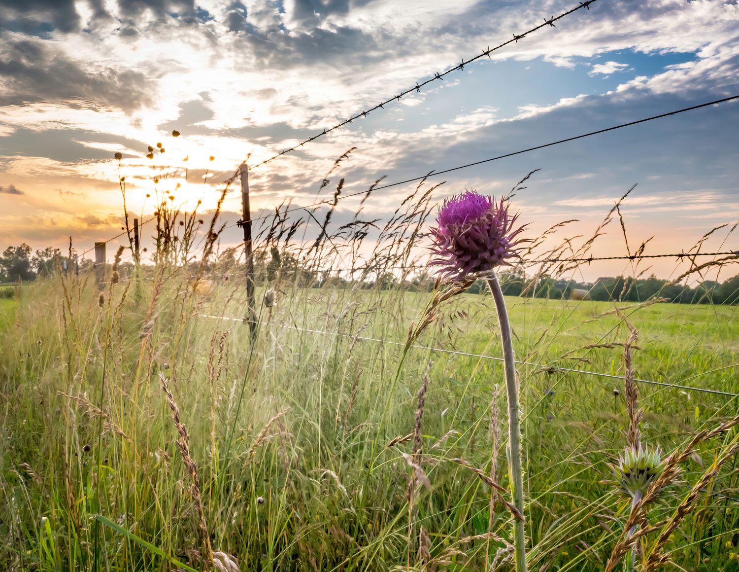 Photo of purple thistle along a barbed wire fence with a dramatic sunset behind it. Shot in a Tennessee farm field.