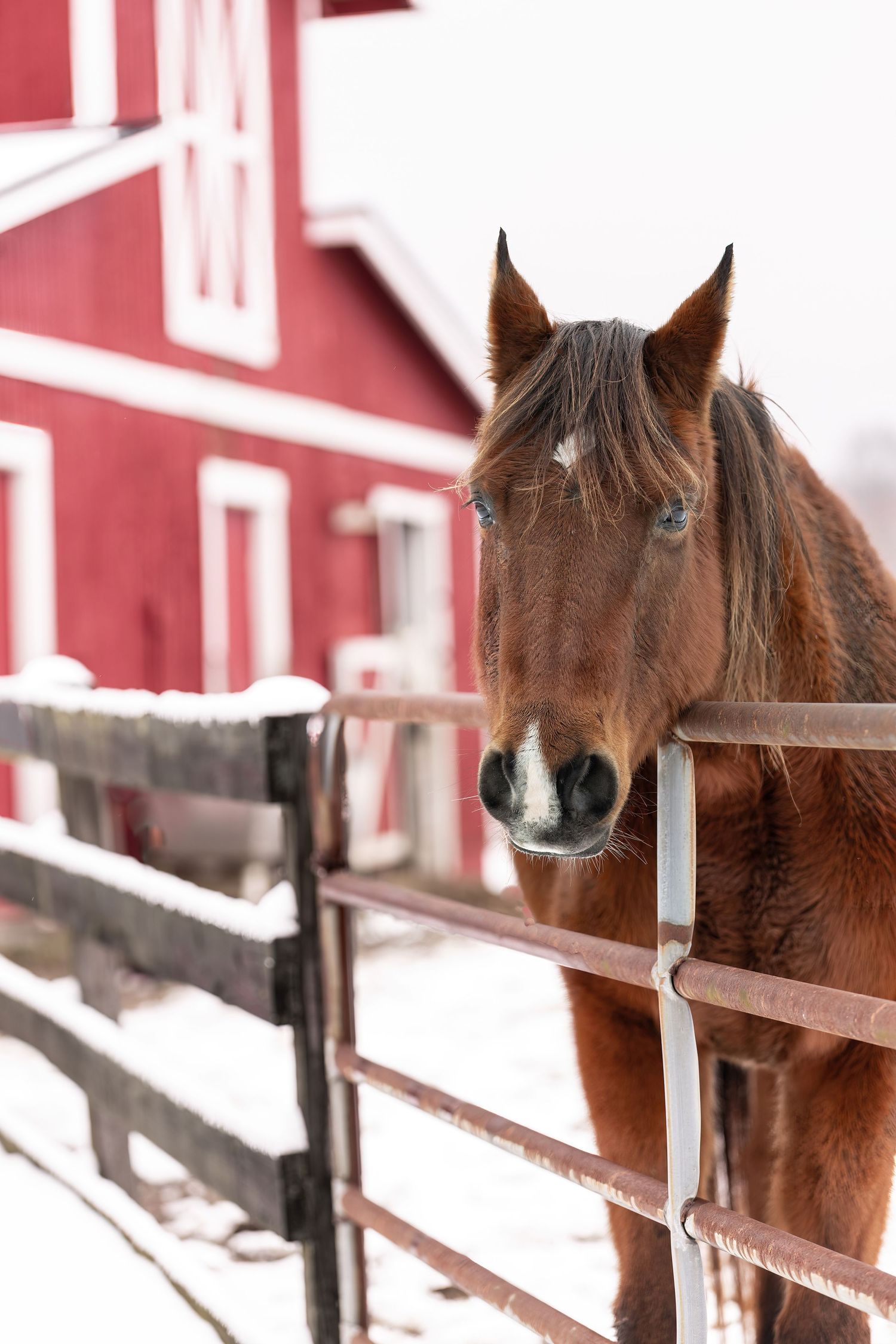 Photo of a chestnut horse standing in front of a red barn. Snow is on the ground and on the fence.