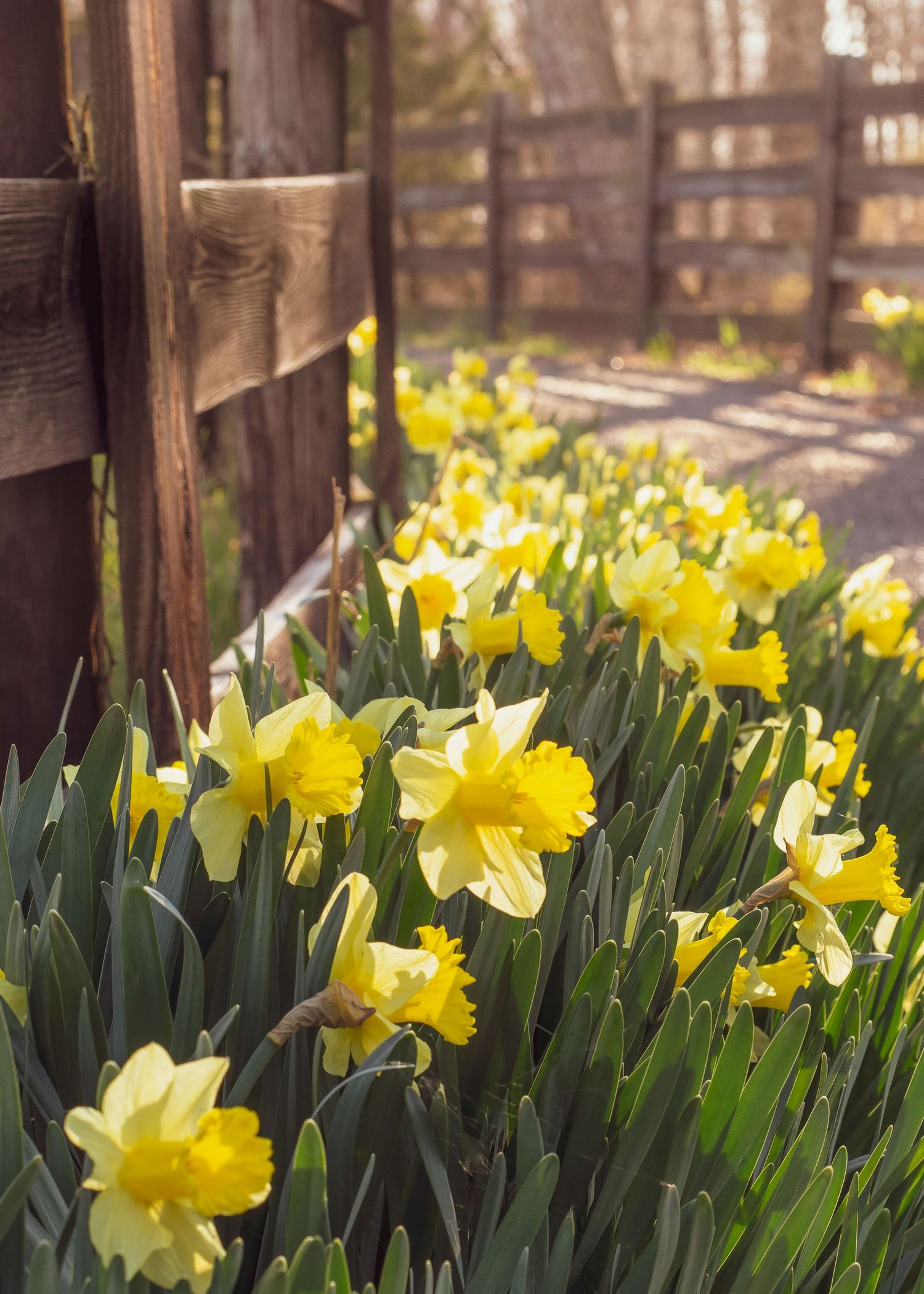 Photo taken in Tennessee. Spring daffodils line a rustic fence on with an morning haze in the background and bright yellow flower in front.