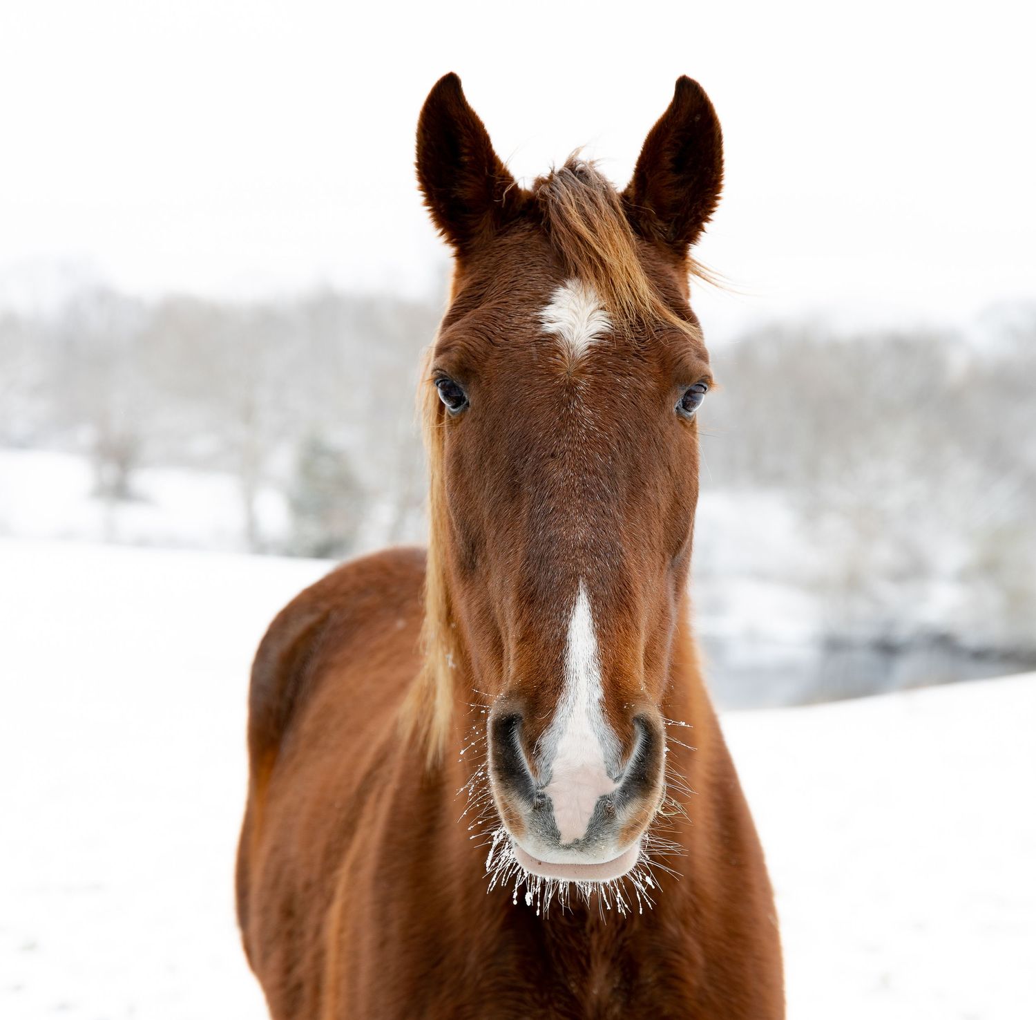 Photo of a chestnut horse in a snow covered field. This portrait highlights his frosty whiskers