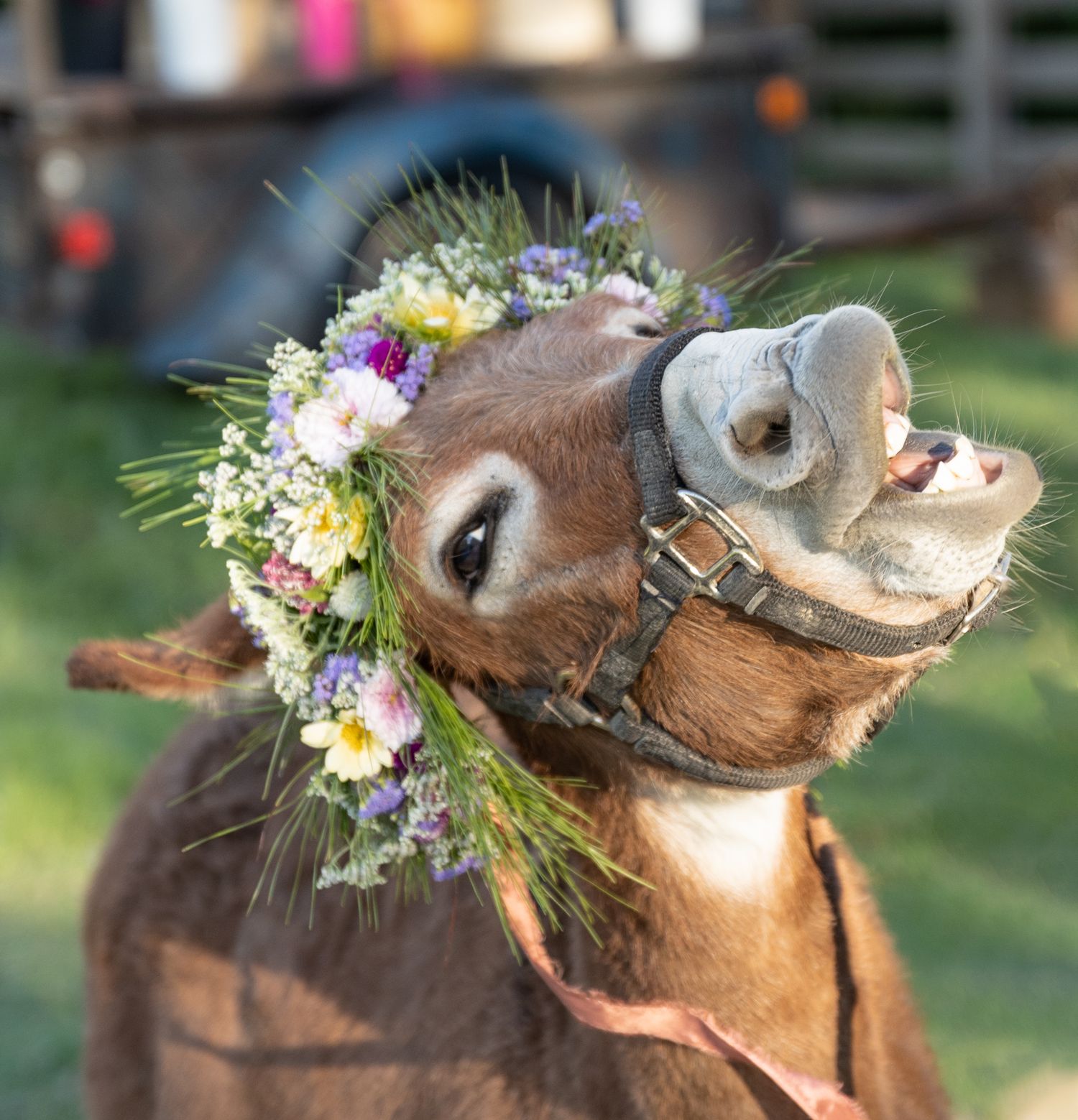 Photo of a miniature donkey named Miss Walnut wearing her flower crown with pride. He silly face makes everyone smile.