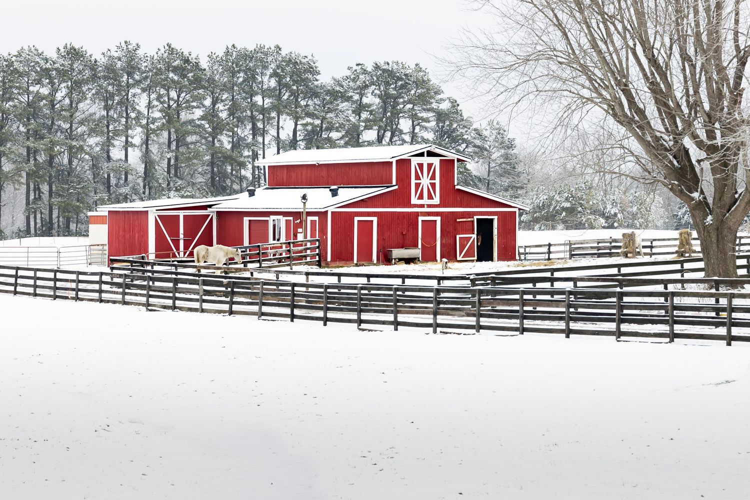 Photo of a red barn in the snow. The snow really makes the red barn, the tall pine trees, and black 4-plank fence pop.
