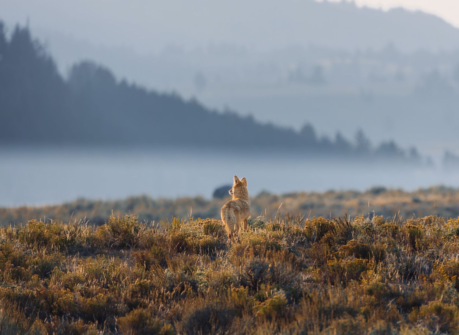 Photo taken in Yelllowstone National Park of a coyote on the hunt. The mountains in the background with lay  fog at the base.