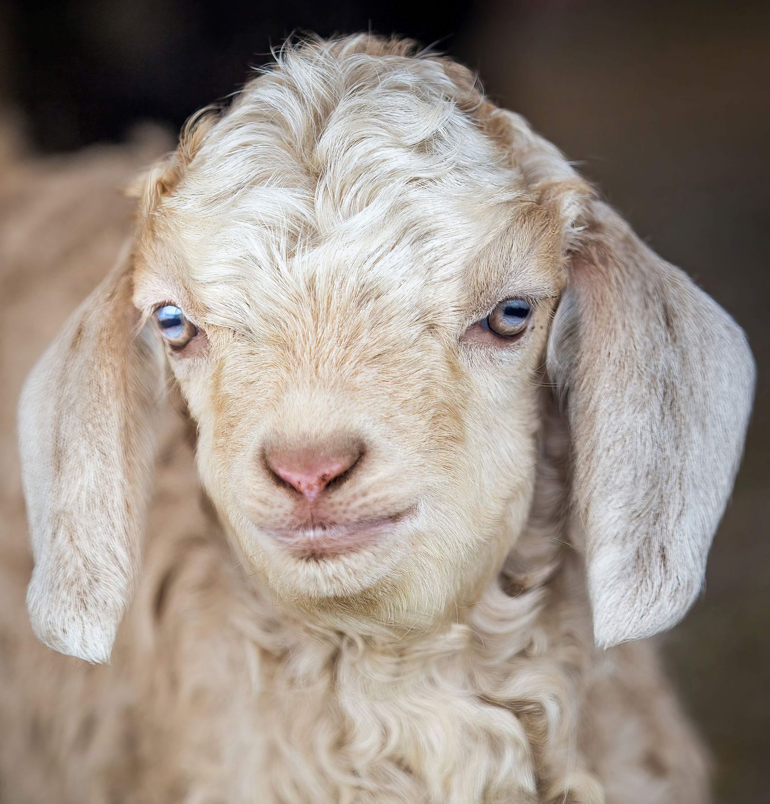 Photo of a baby angora goat named Dolly Parton. Her blue eyes and soft coat bring the farm home.