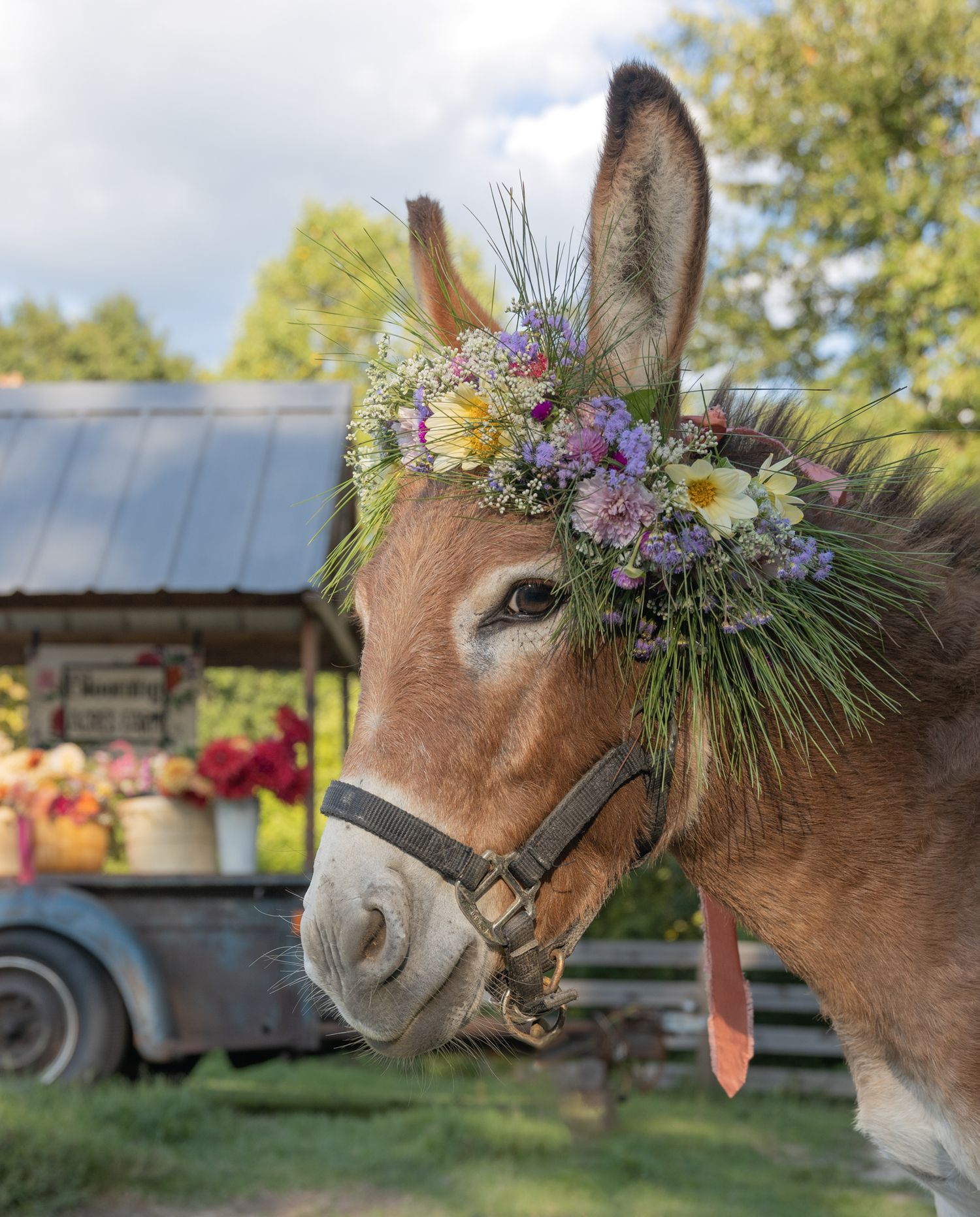 Photo of a donkey wearing a flower crown standing in from of a flower cart.