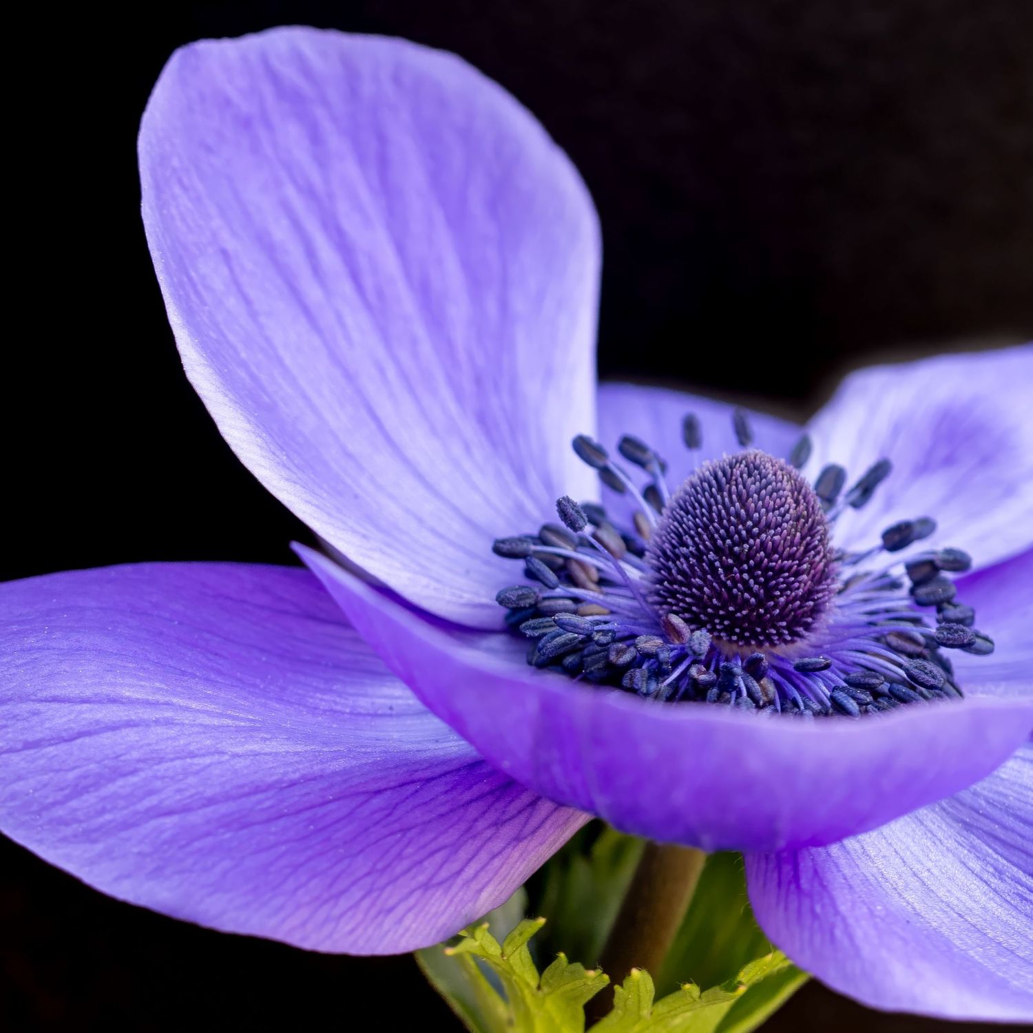 Photo of a purple anemone shot in macro to highlight every detail of this flower. Shot on a black background to create a modern art piece.