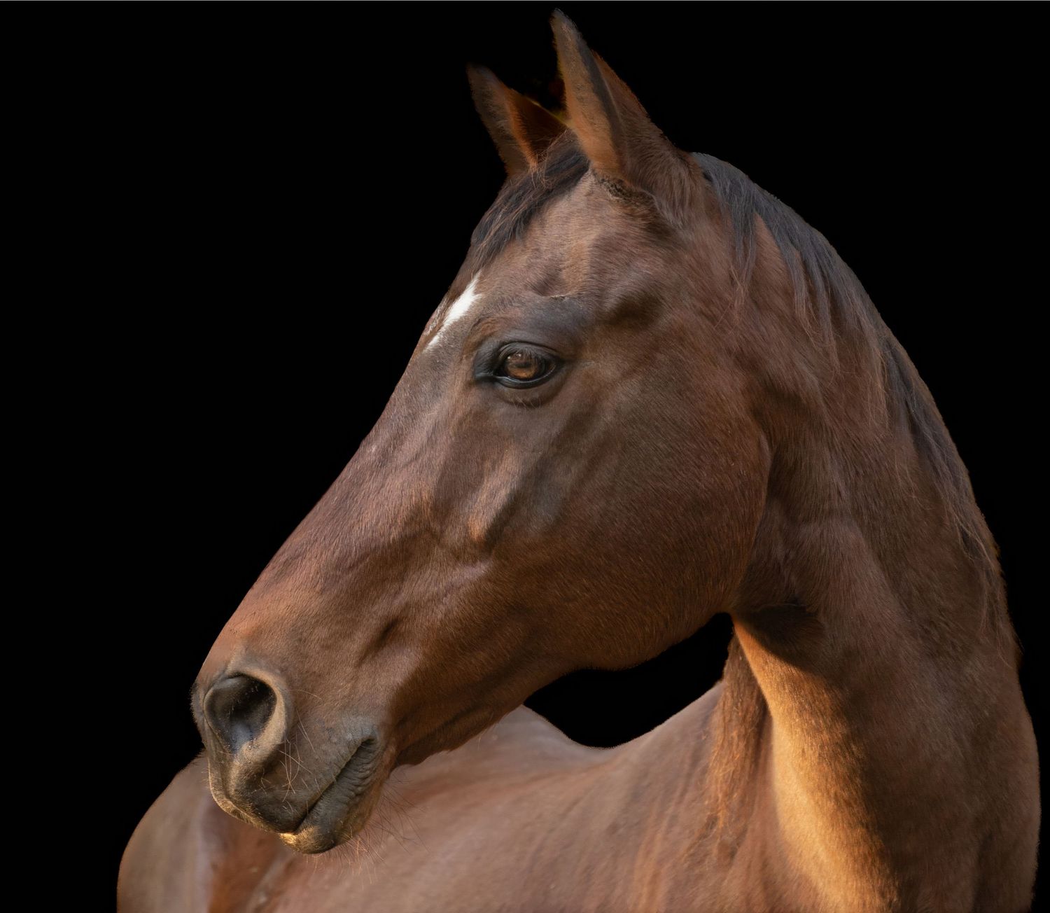 Photo is a portrait of a horse named Patrick. Shot in profile in silhouette to highlight his beatiful face. Shot on a farm in Tennessee.