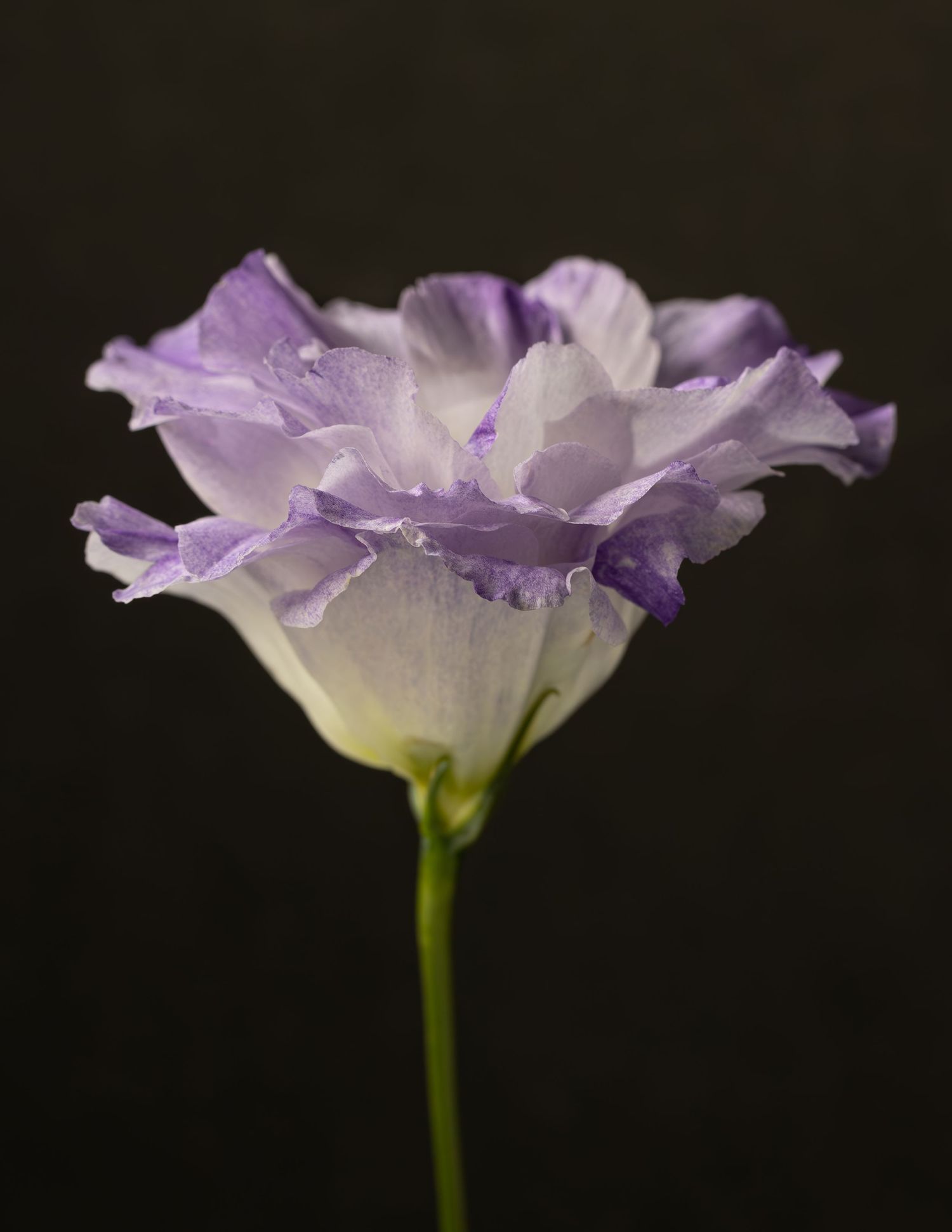 Photograph of a purple Lisianthus on a black background. This botanical portrait as a fine art wall piece highlights the delicate layers.