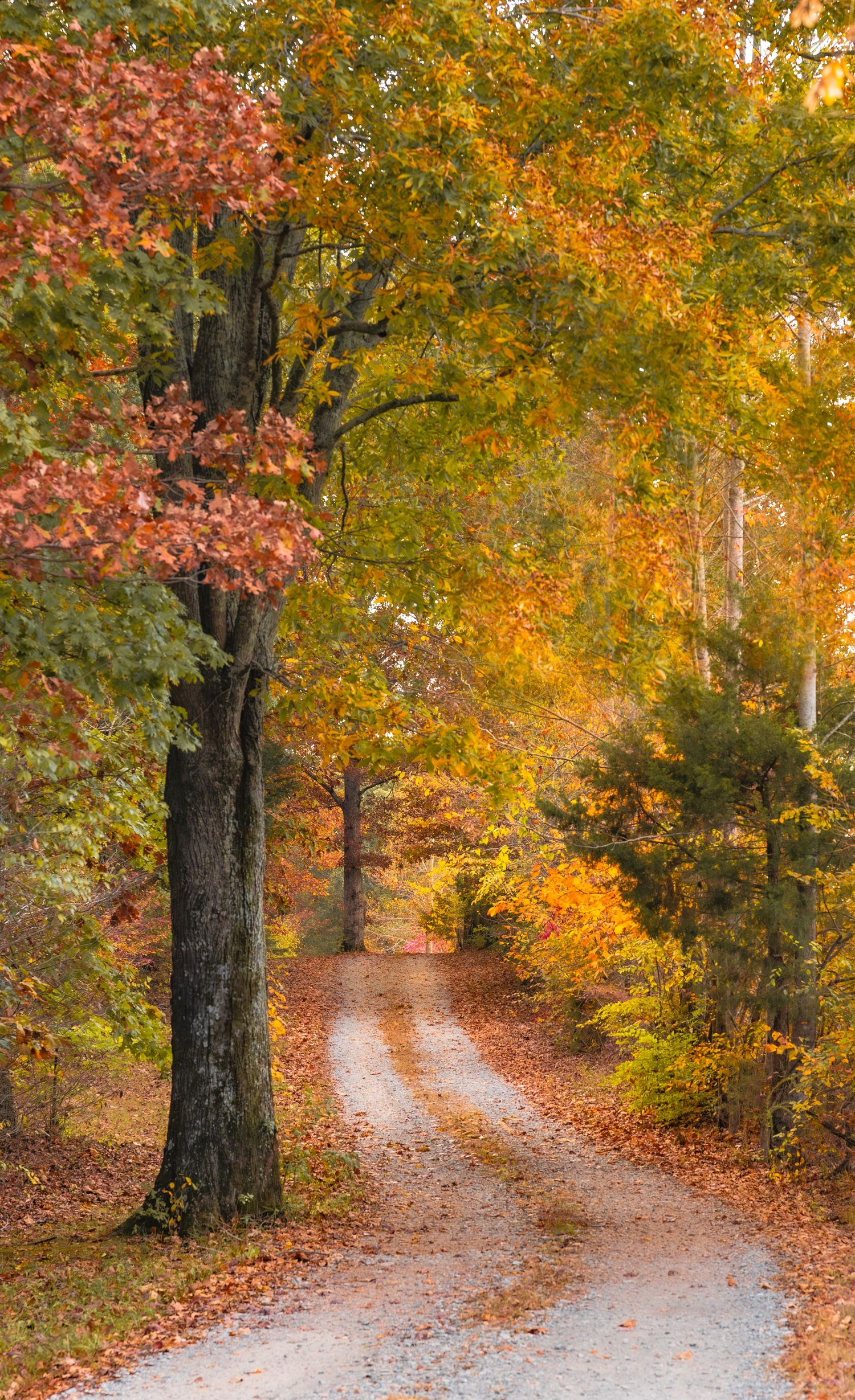 Photo taken in Nashville Tennessee. Winding country gravel road bordered by trees with vivid orange and yellow fall colors.