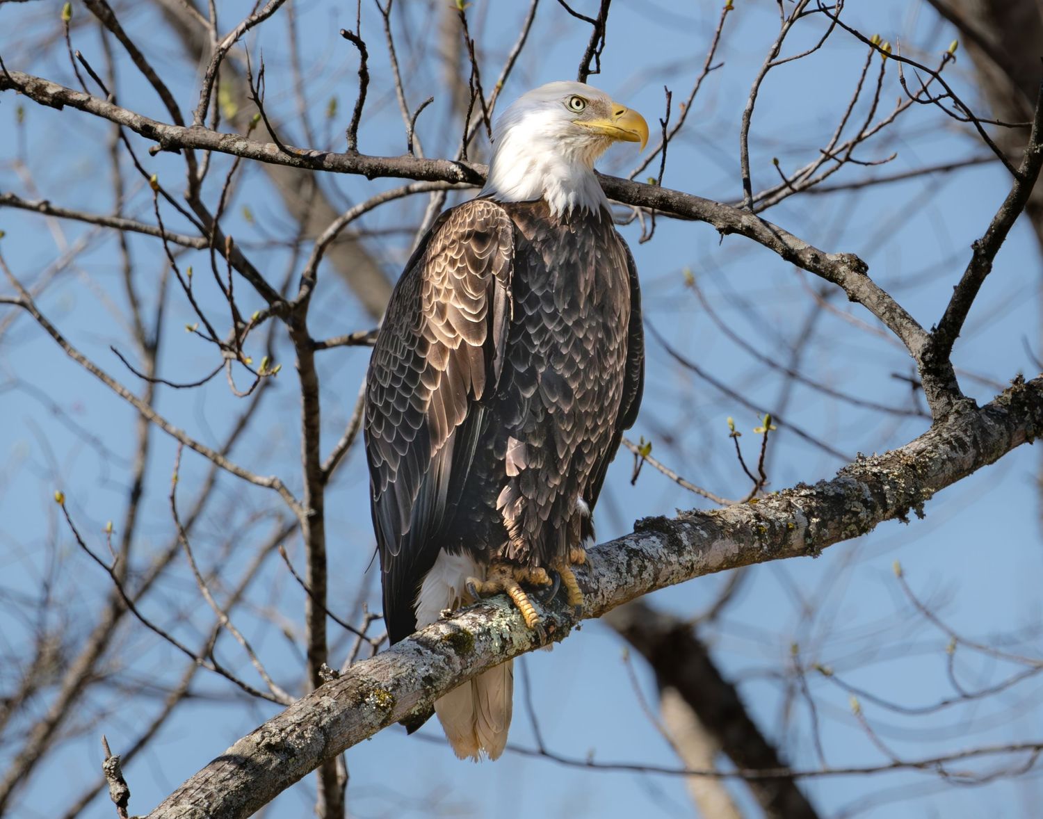 Photograph of an American Bald Eagle perched in a tree as it scans the area for his next meal. Photo taken near Nashville, Tennessee.
