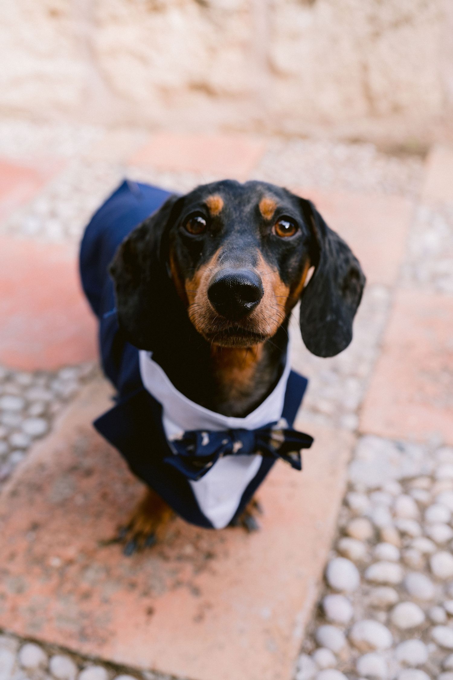 Adorable dachshund wearing a formal tuxedo style outfit with navy bow tie looks up at camera on stone floor.
