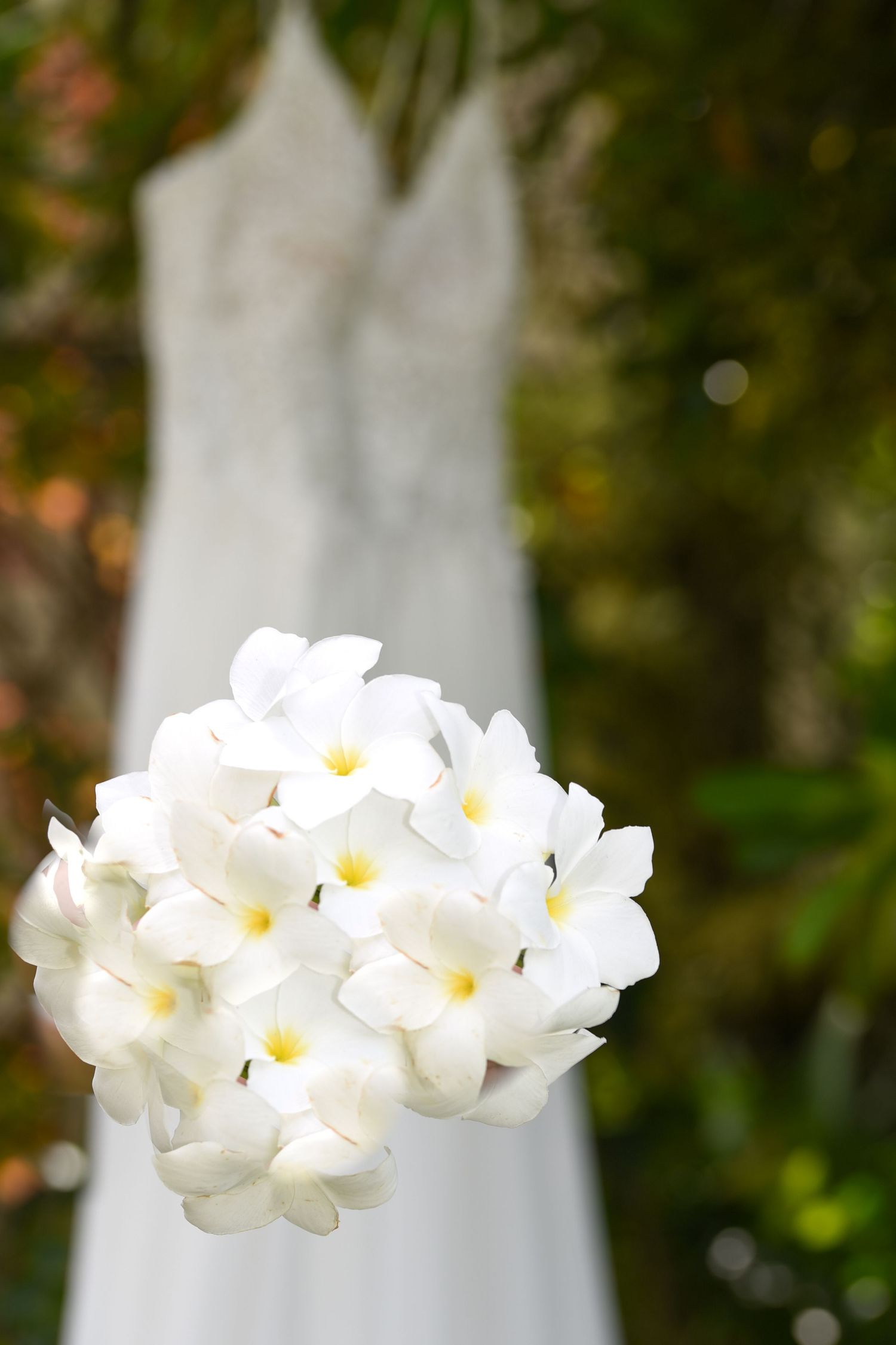 Delicate white plumeria flowers in bloom against blurred natural background.