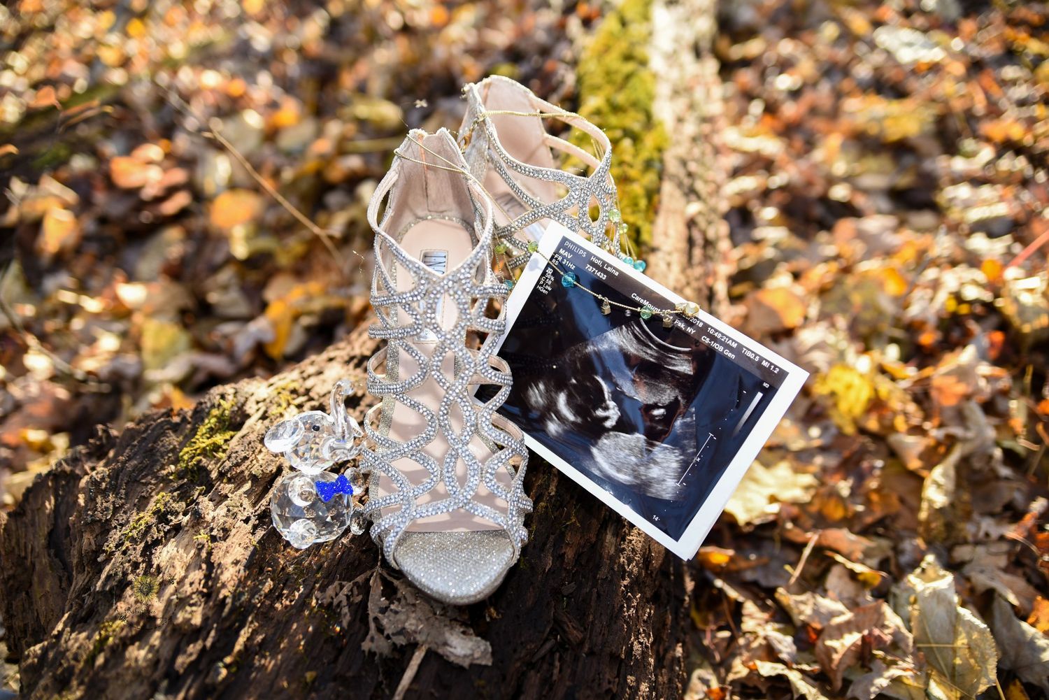 A discarded shoe lies among fallen autumn leaves in a forest setting.