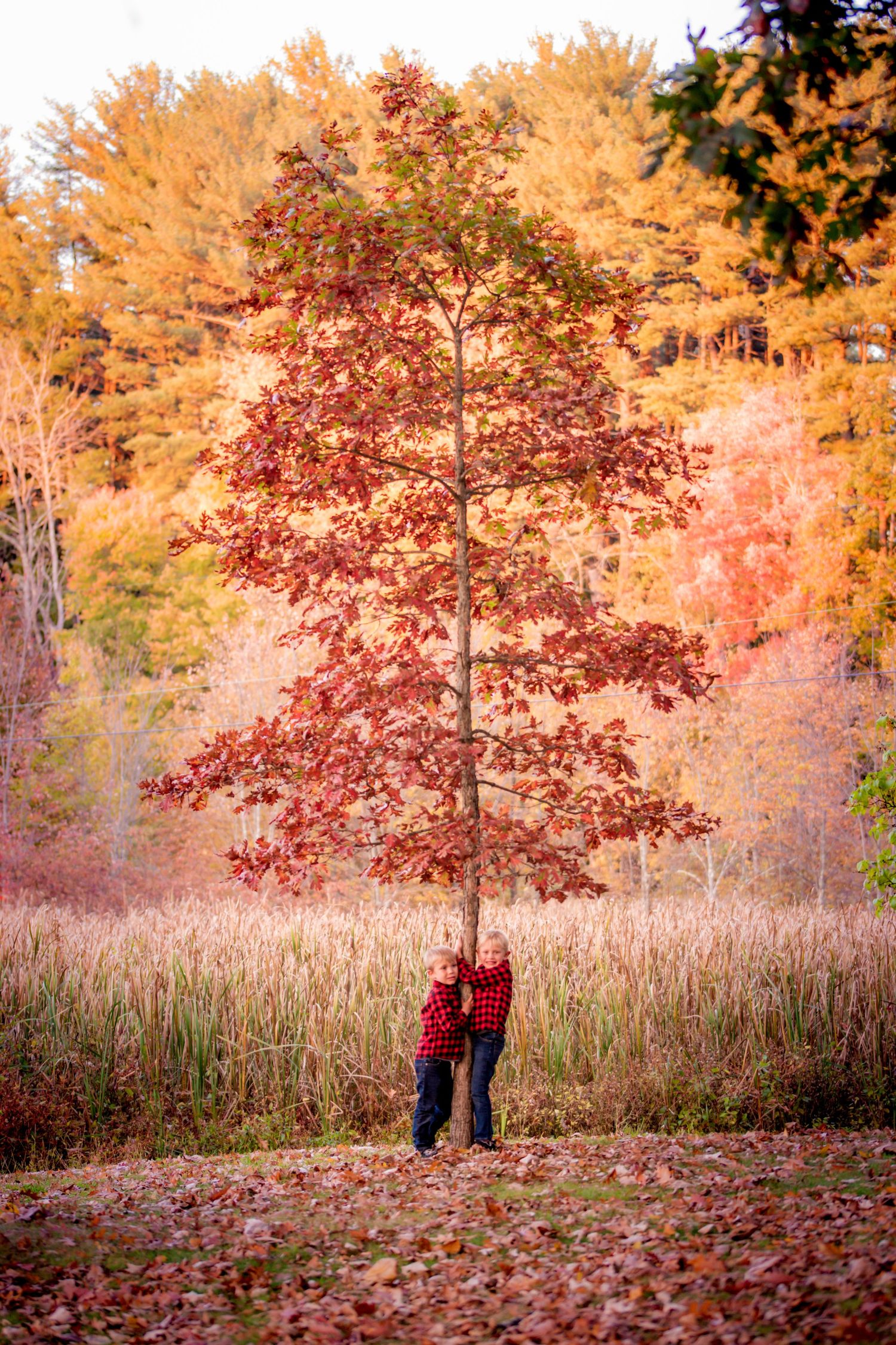 A vibrant red maple tree stands tall in a field during autumn with golden foliage in the background.