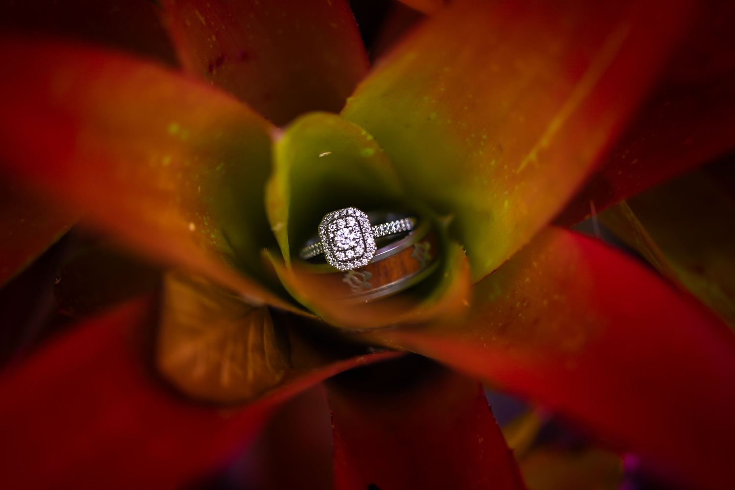 Diamond engagement ring sparkles among red autumn leaves in macro photography.