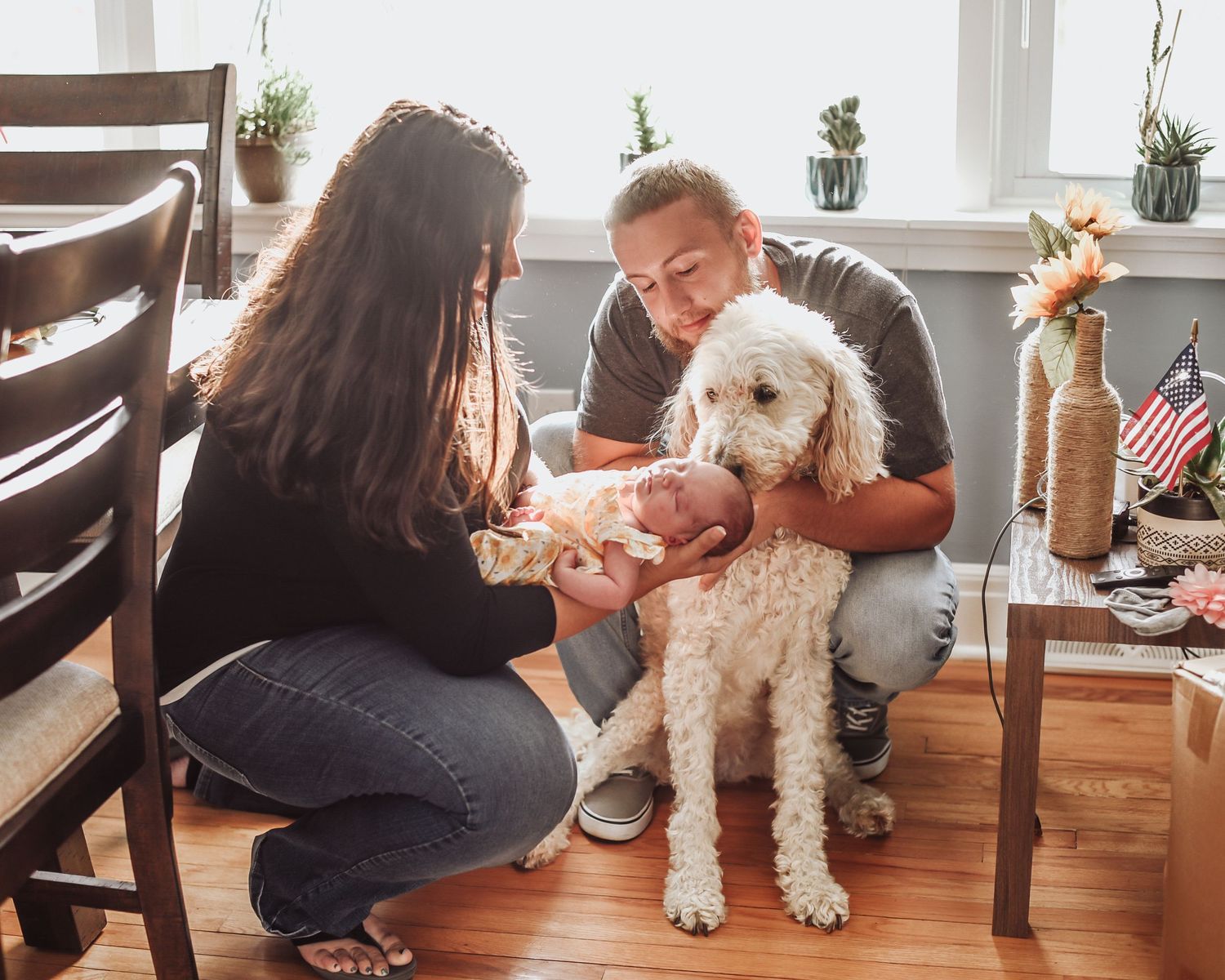 A small white dog sits on hardwood flooring while someone pets it in a sunlit room with houseplants.