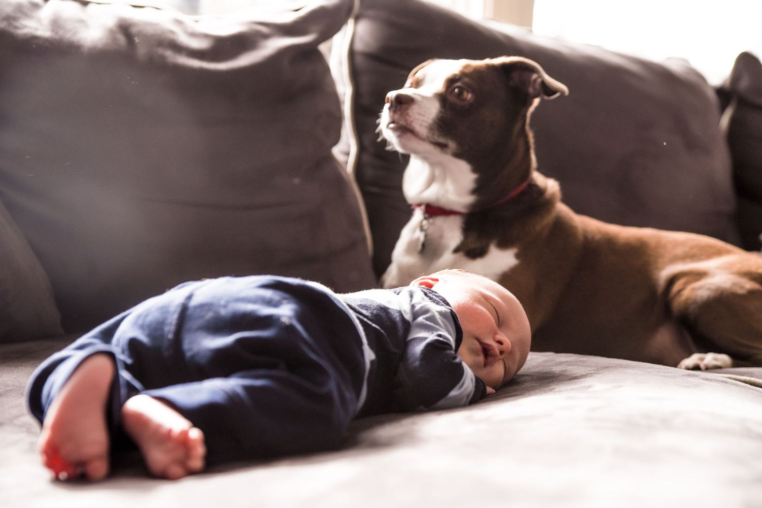 A small brown and white Chihuahua puppy rests comfortably on a cozy brown leather couch.