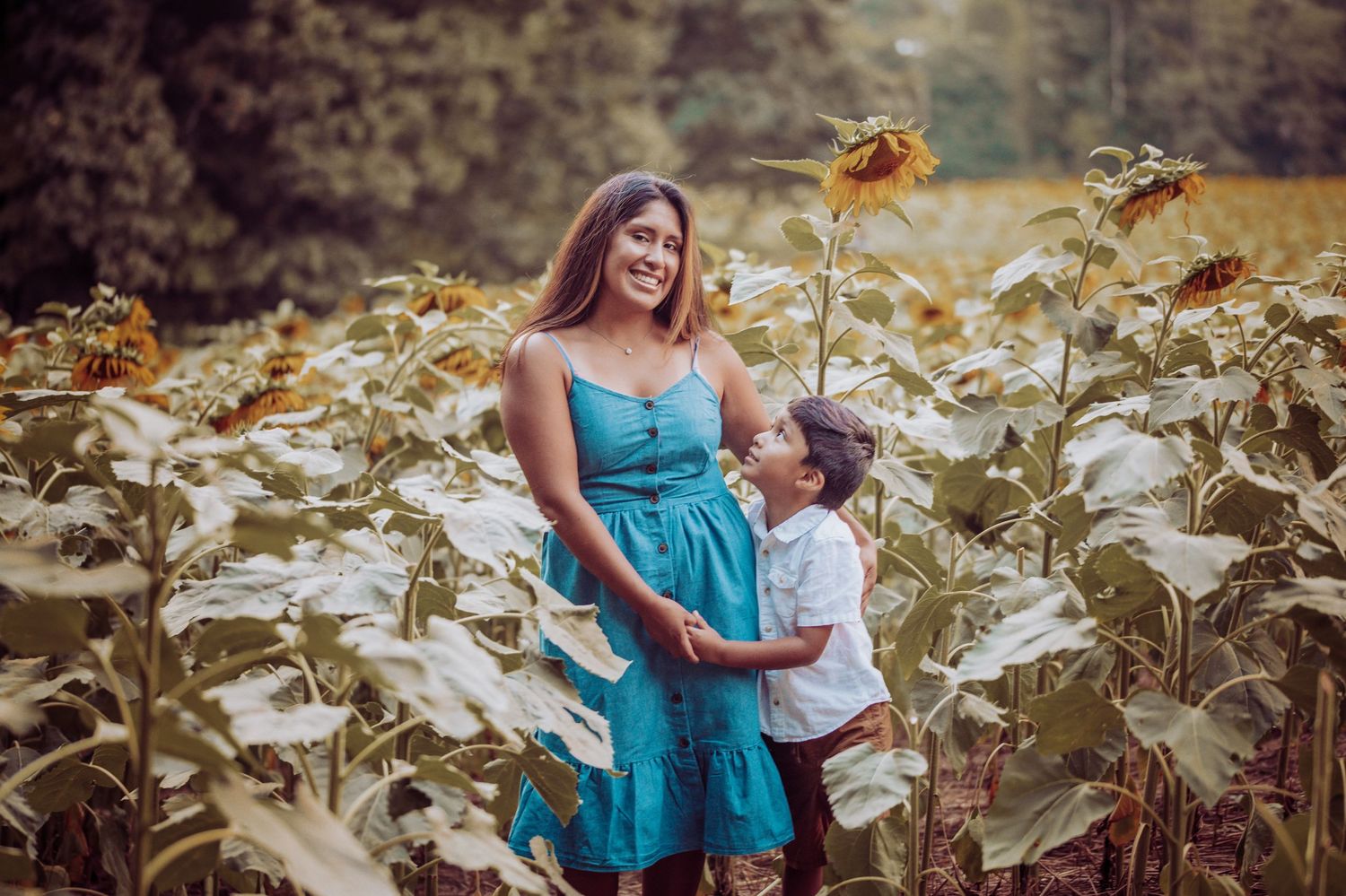 A tender moment captured in a sunflower field with warm golden light and vibrant blooms swaying in the breeze.