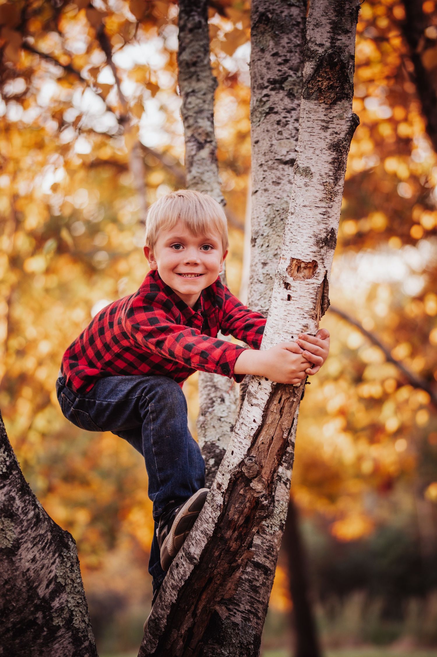 Children in red plaid shirts playfully climb and pose around a white birch tree trunk in autumn light.