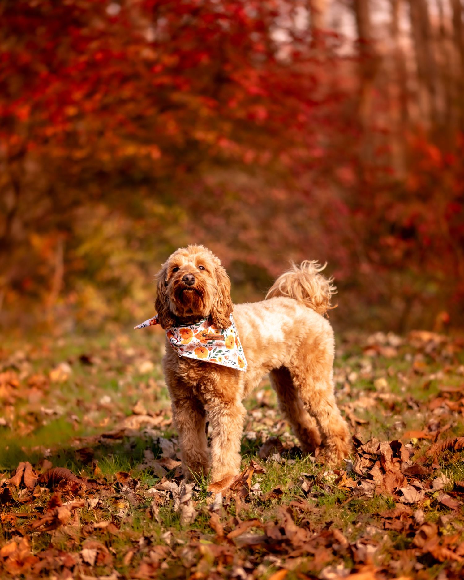 A golden doodle puppy plays in fallen autumn leaves with vibrant red foliage in the background.