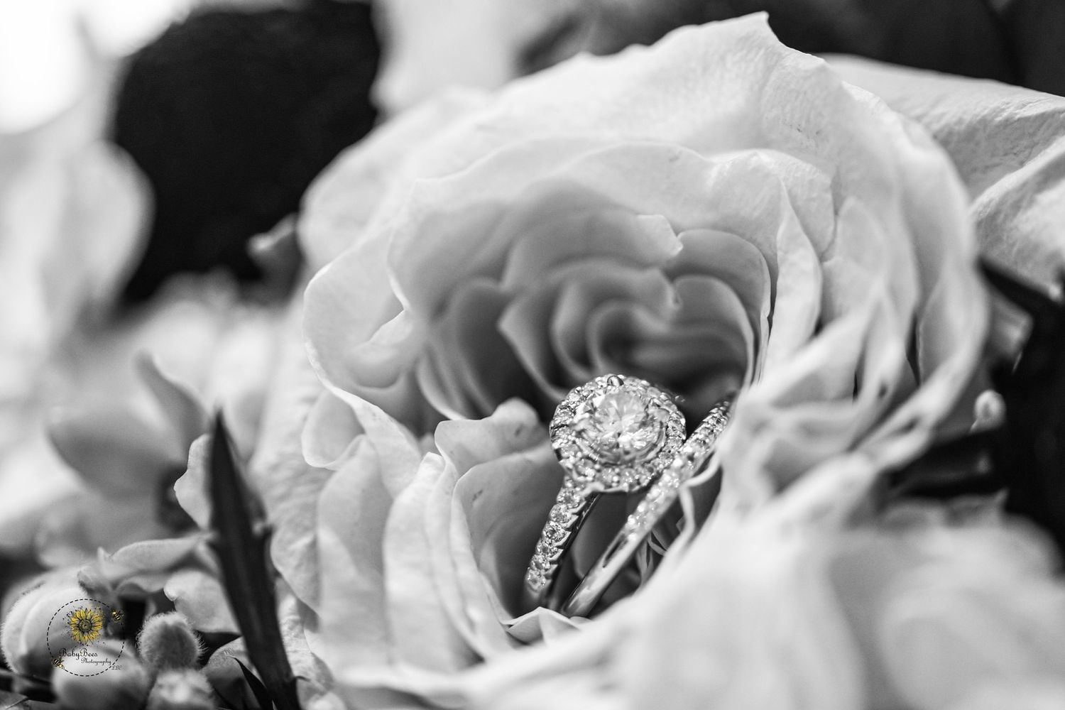 Diamond engagement ring nestled in white rose petals captured in black and white.