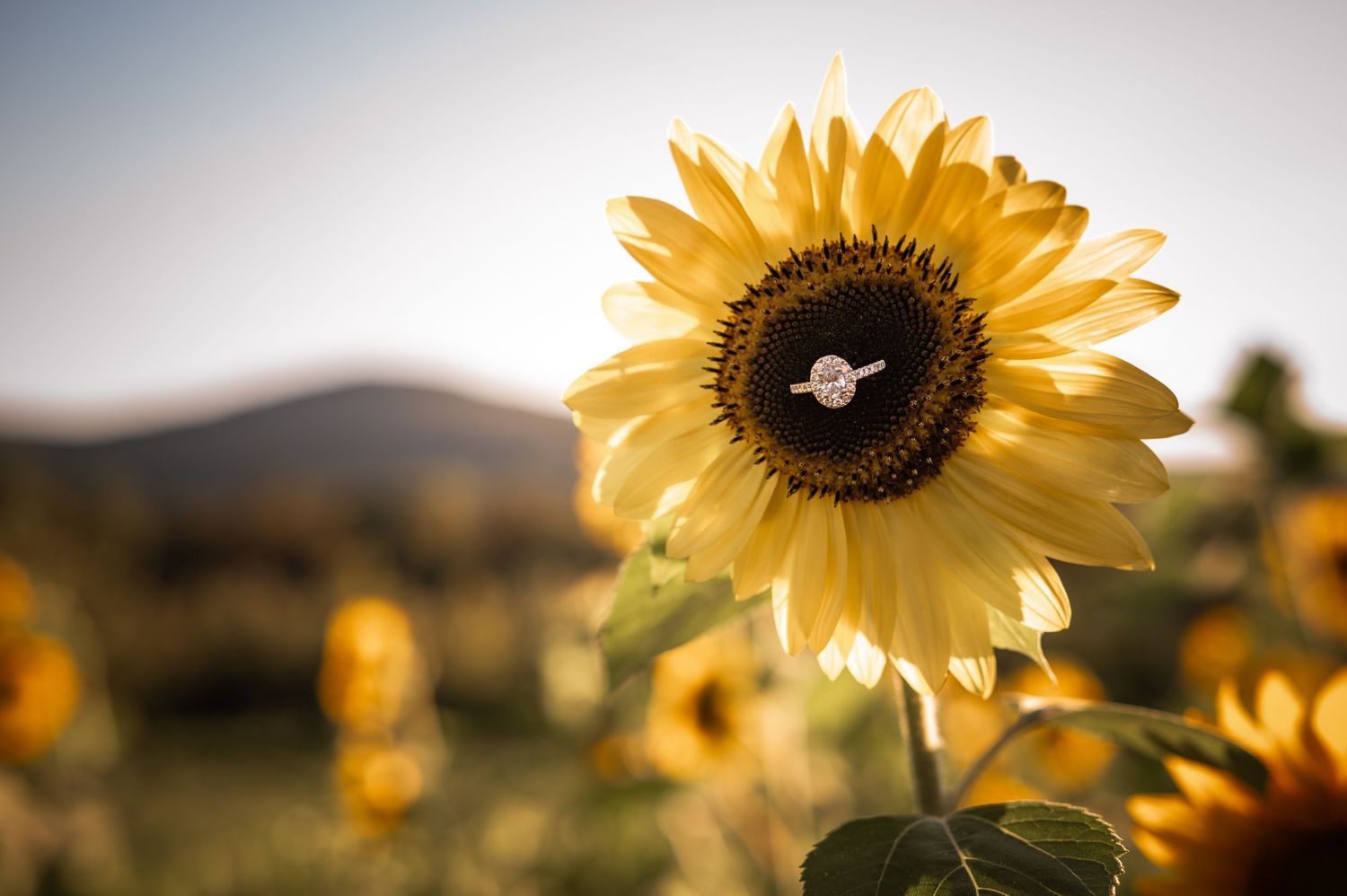 Vibrant yellow sunflowers glowing in golden sunlight against a soft blurred background.