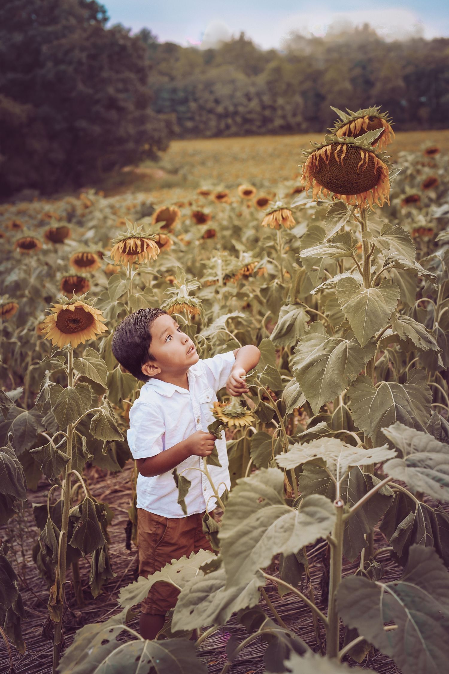 A young child explores a field of tall sunflowers on a sunny summer afternoon.