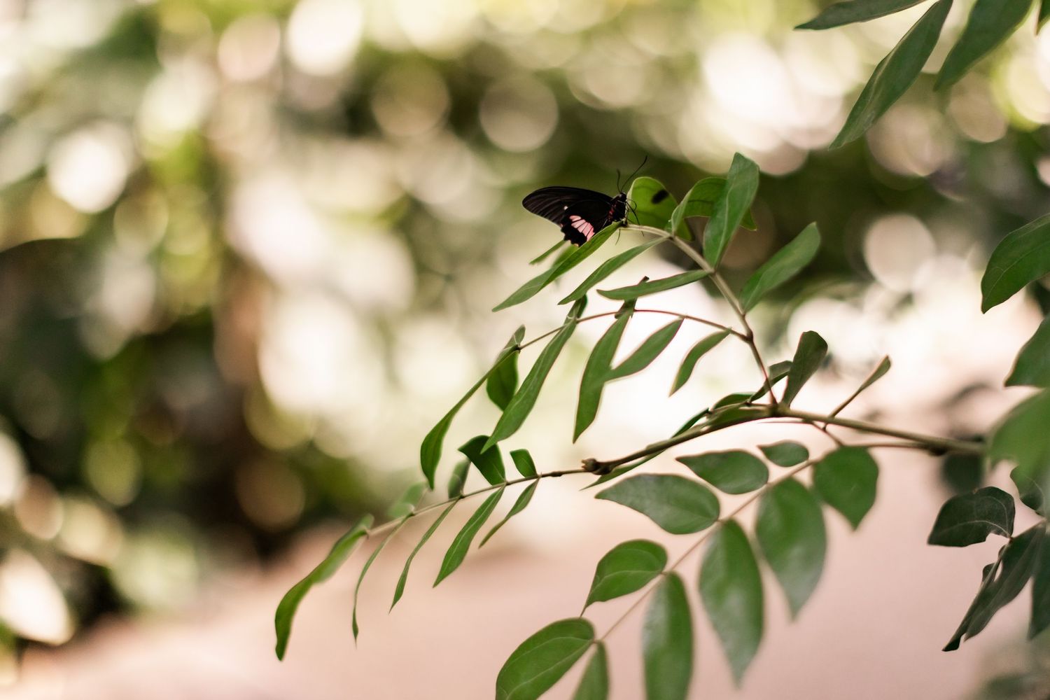 Delicate green leaves silhouetted against soft bokeh background in nature.
