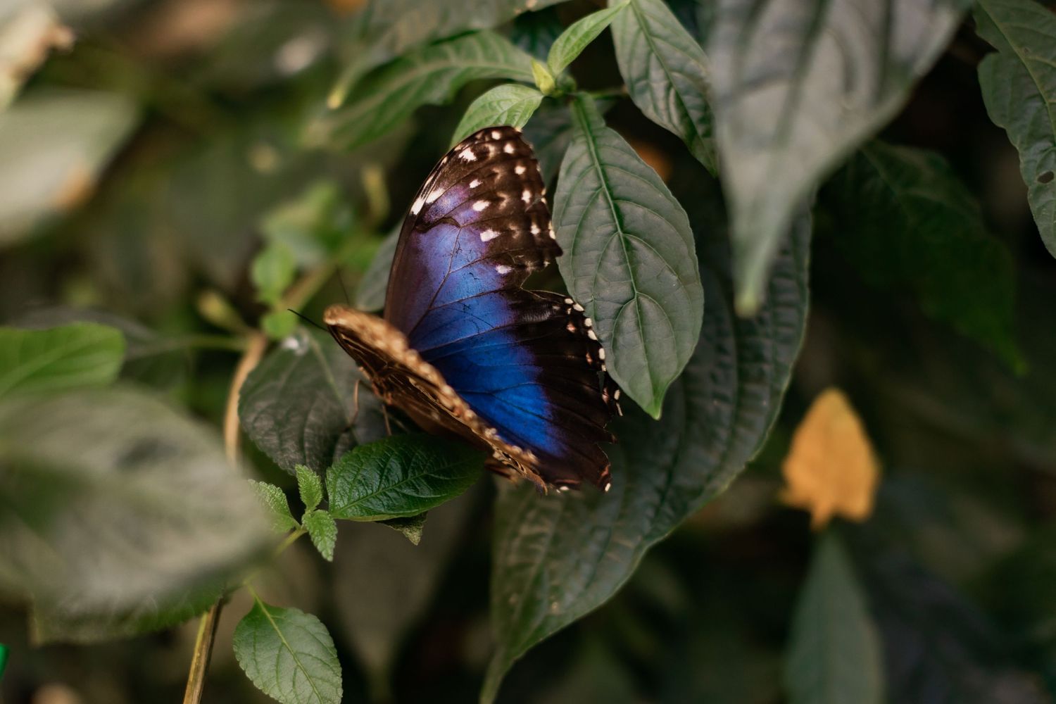 Beautiful blue morpho butterfly rests on dark green leaves in closeup nature photography.