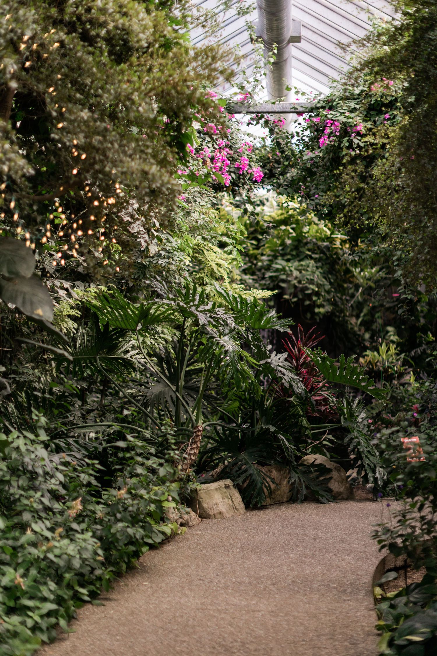 A winding garden path through lush greenery and pink flowers in a greenhouse setting.