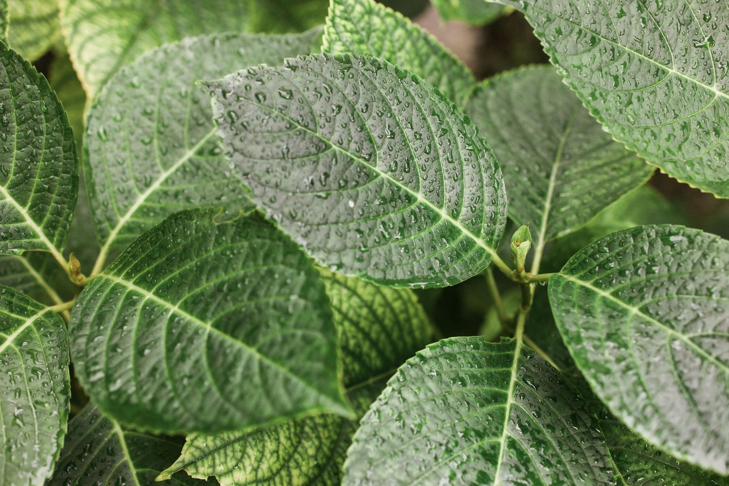 Macro photograph of fresh green leaves with visible veins and dewdrops.