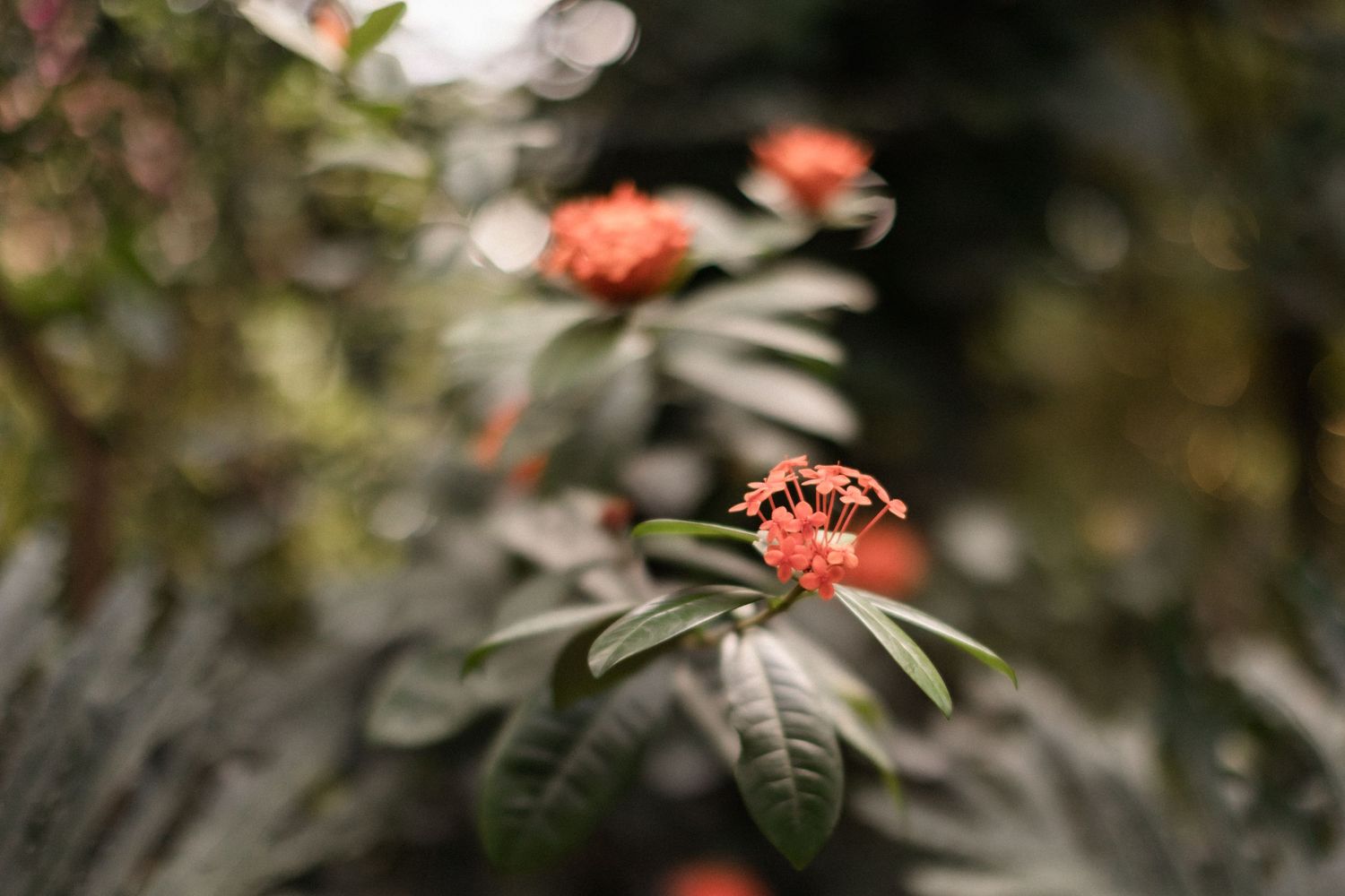 Macro shot of coral colored flowers with dark green foliage in soft focus.