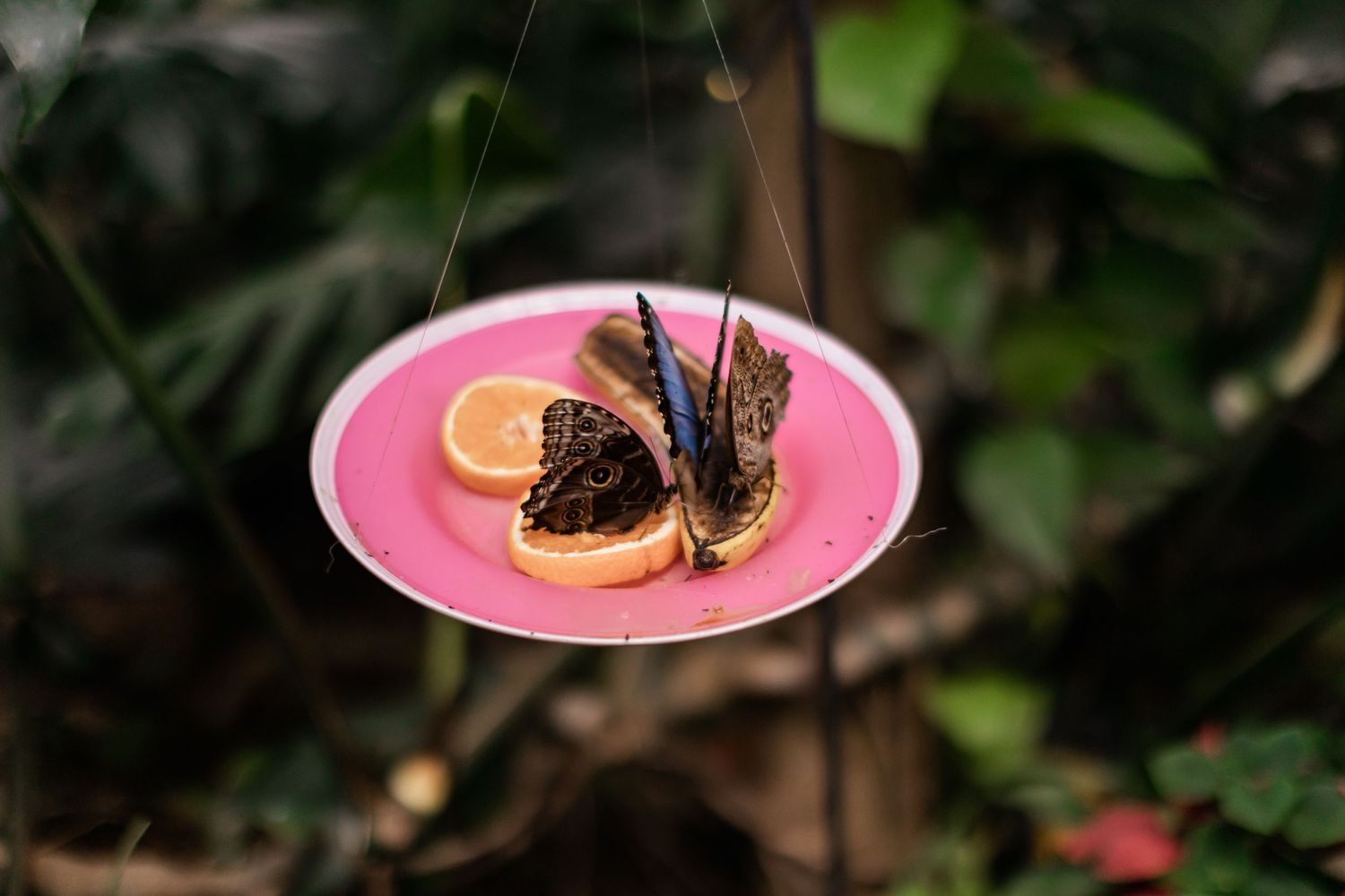 A butterfly rests on an orange slice served on a pink plate.