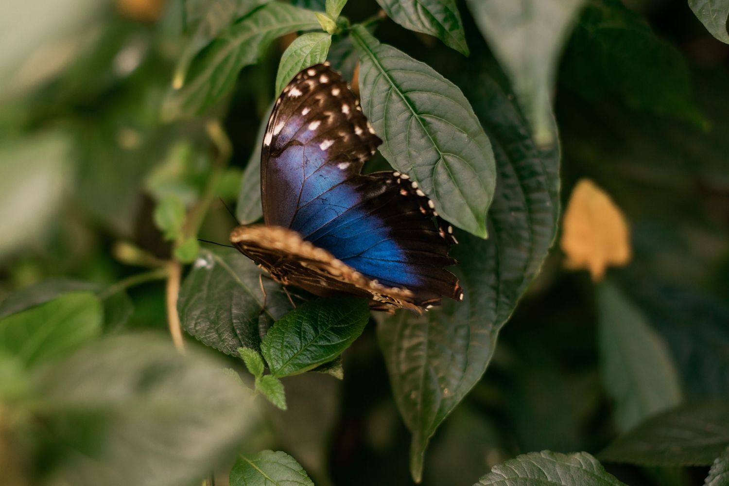 Vibrant blue morpho butterfly perched on green foliage with distinctive wing patterns.