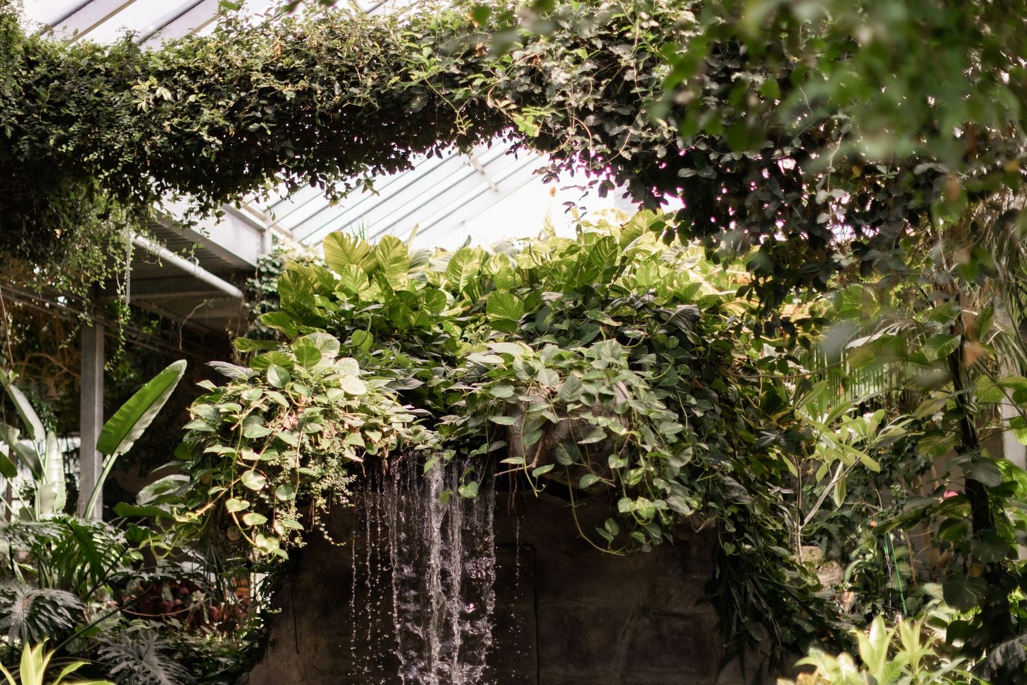 Natural light streams through a greenhouse roof covered in climbing vines and flowers.