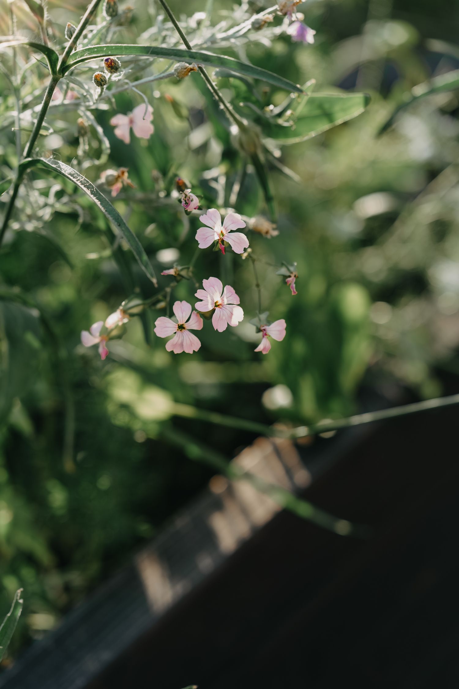 Delicate pink flowers with five petals bloom among green foliage in a shallow depth of field garden setting.