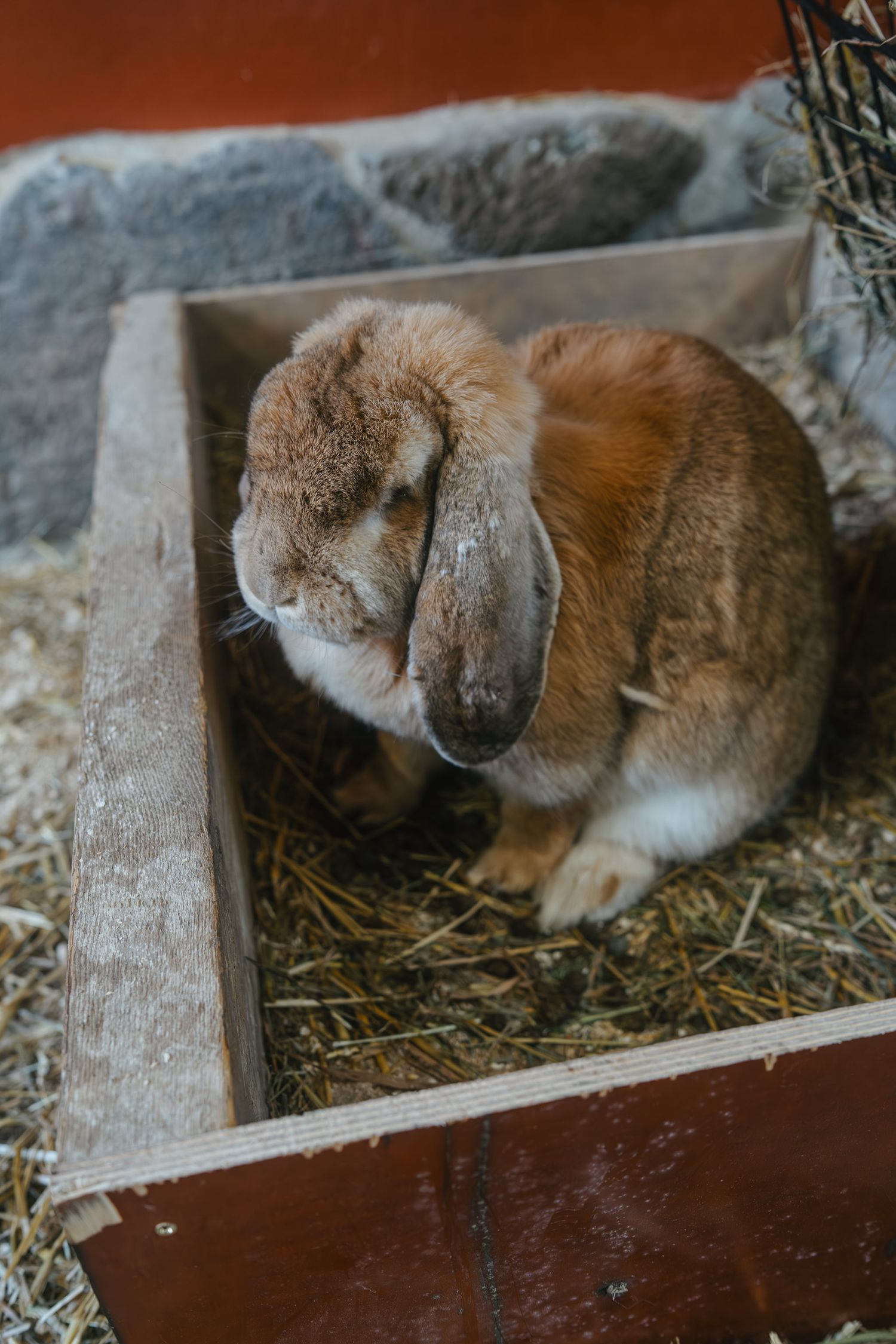 A sleeping rabbit rests peacefully in a wooden box filled with hay, showcasing its soft brown fur and relaxed position.