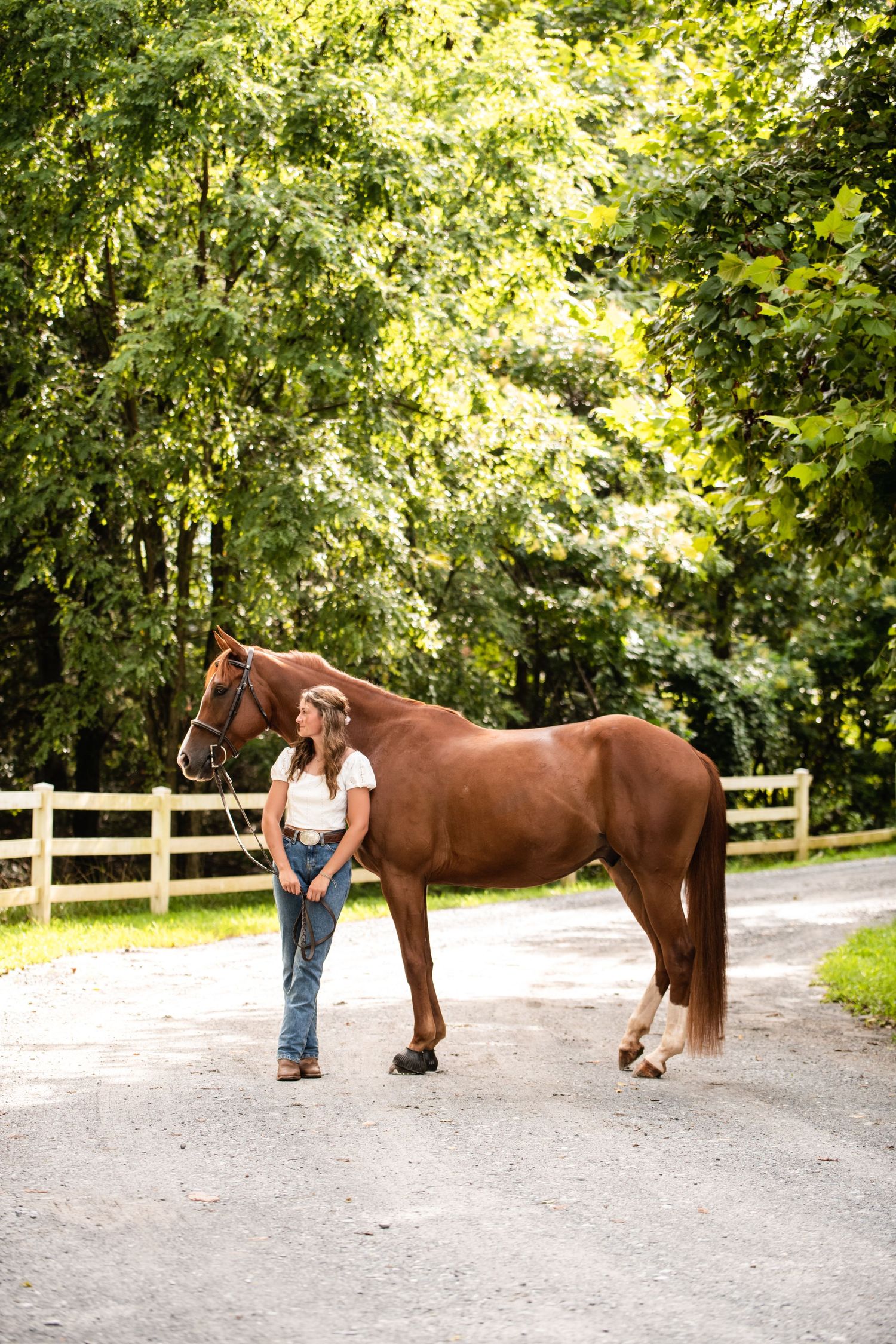 Beautiful chestnut horse stands with companion on tree-lined gravel path near white fence.