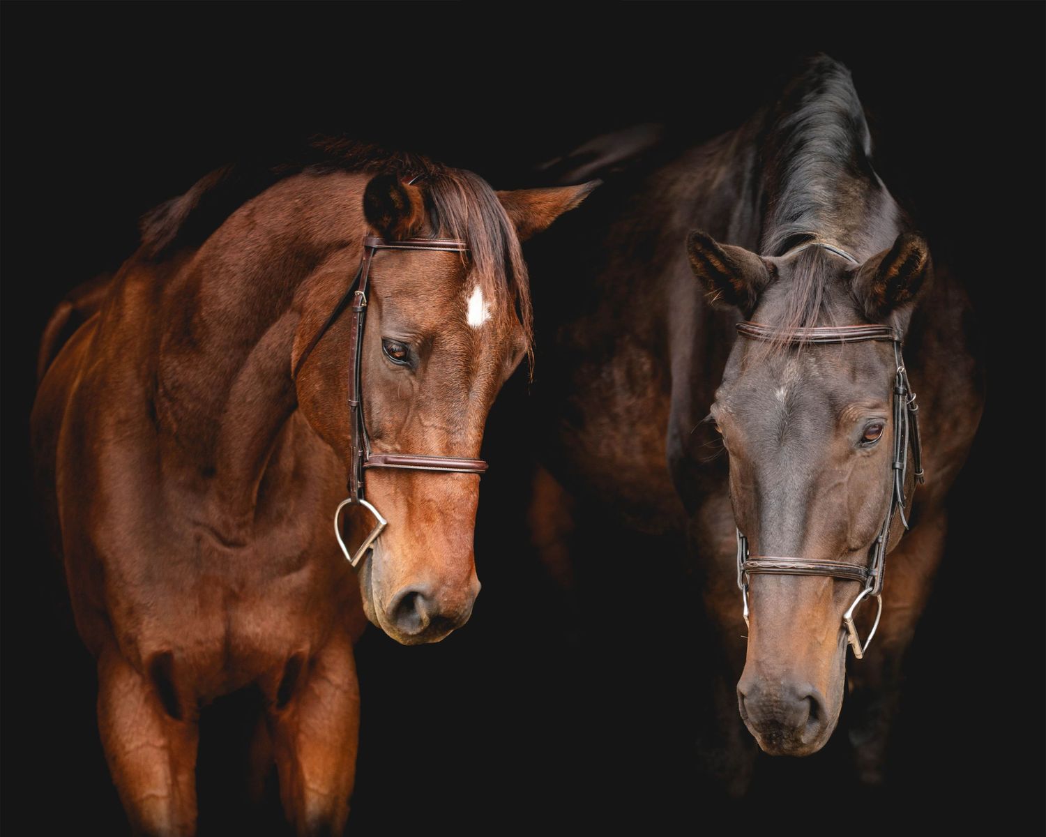 Two bay horses side by side wearing matching bridles in dark studio setting.