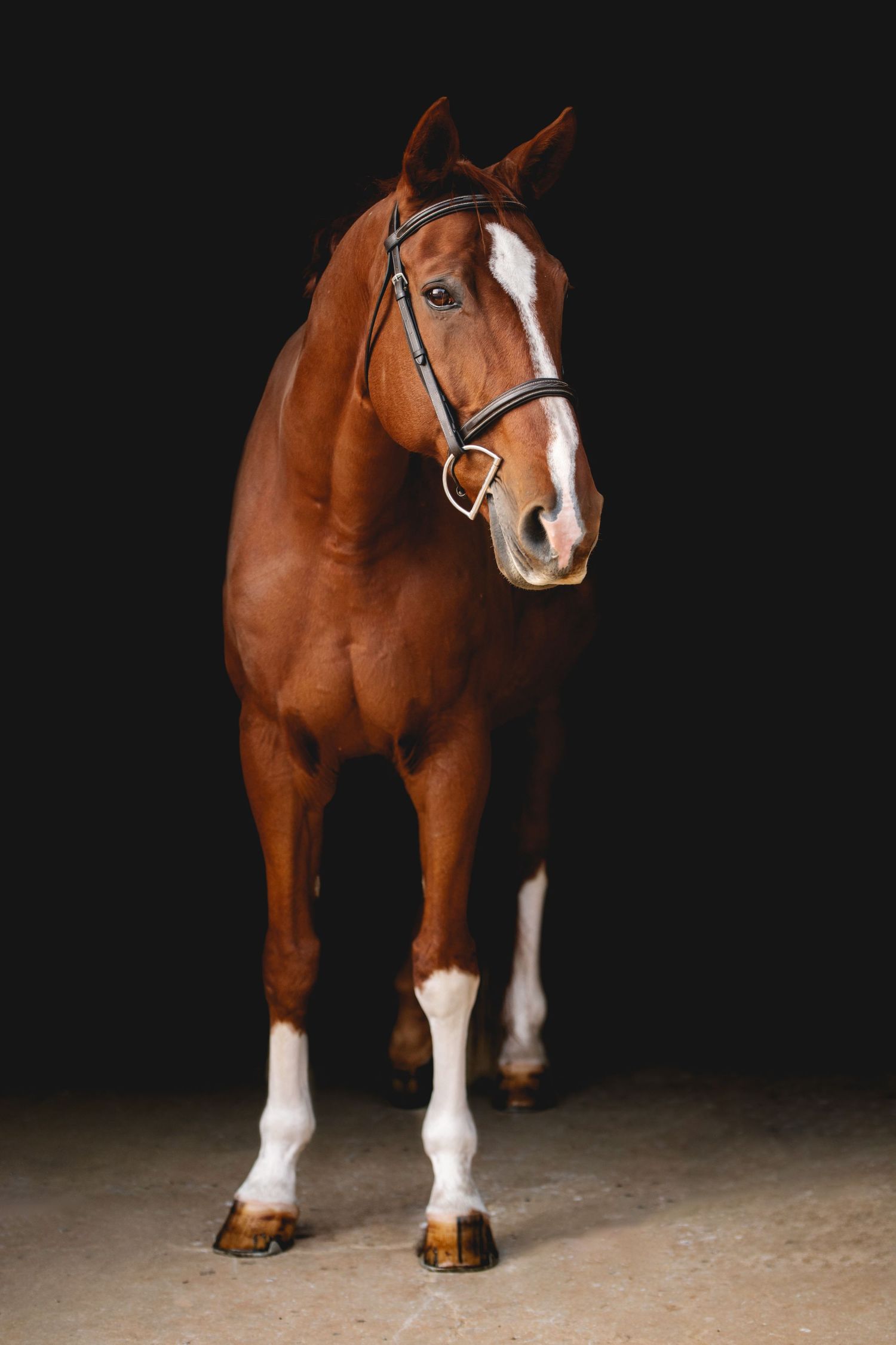Bay horse with white facial marking and black bridle standing in studio light.