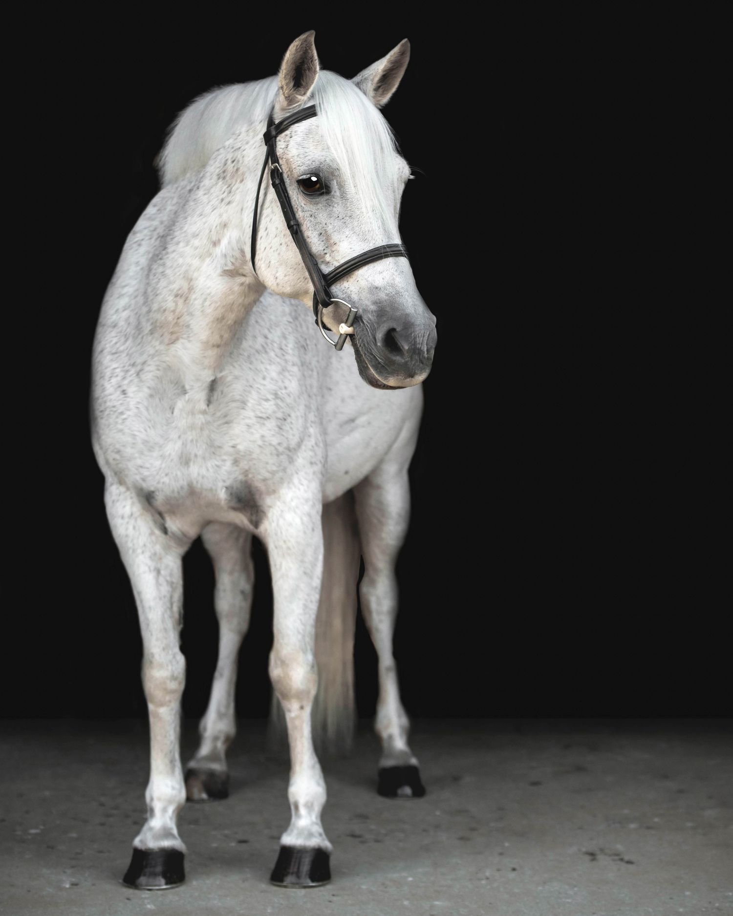 Full body portrait of a white horse wearing a black halter standing against a dark background.