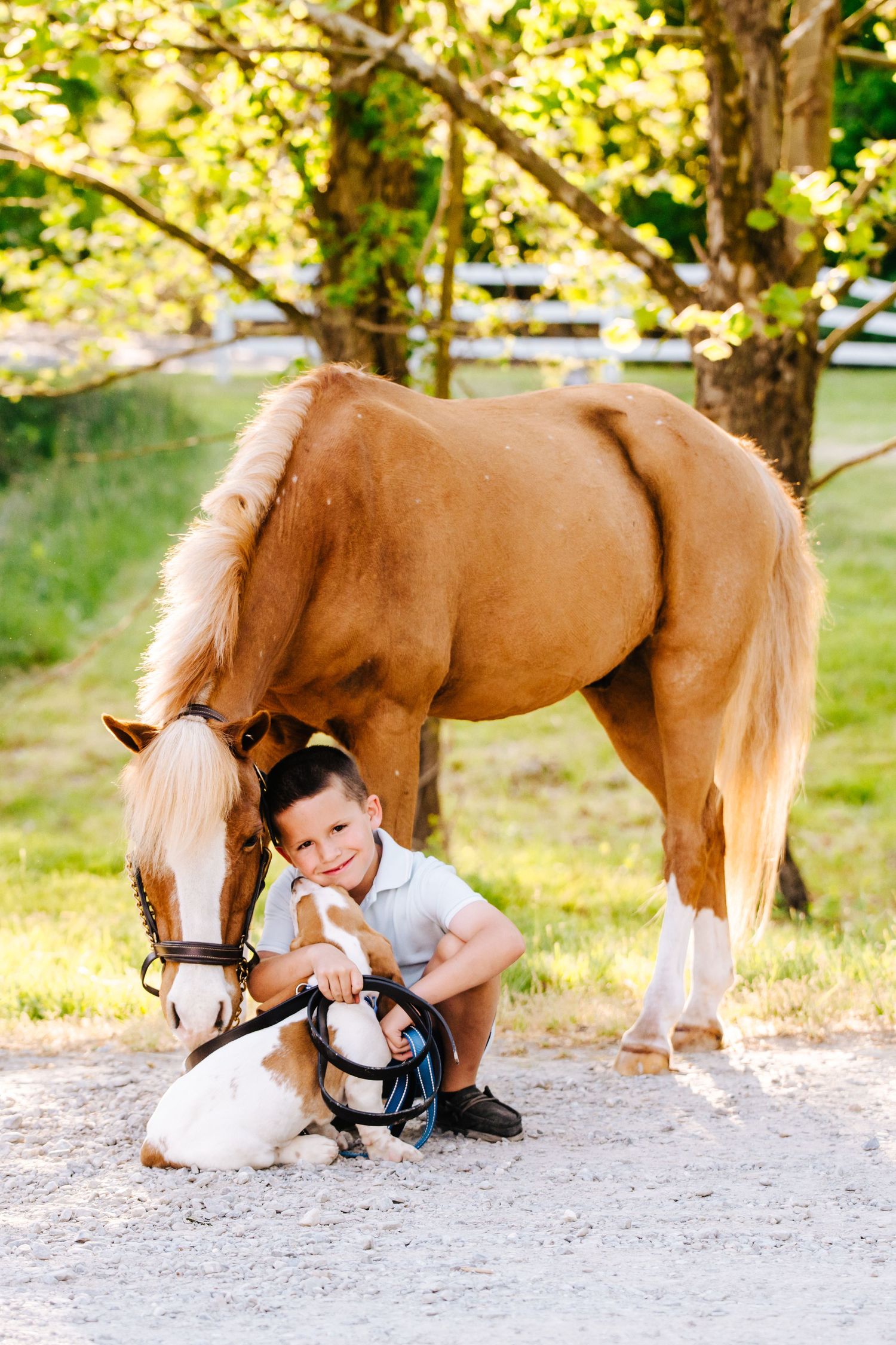 Chestnut horse with white markings stands next to a small dog on a gravel path with white fence in background.