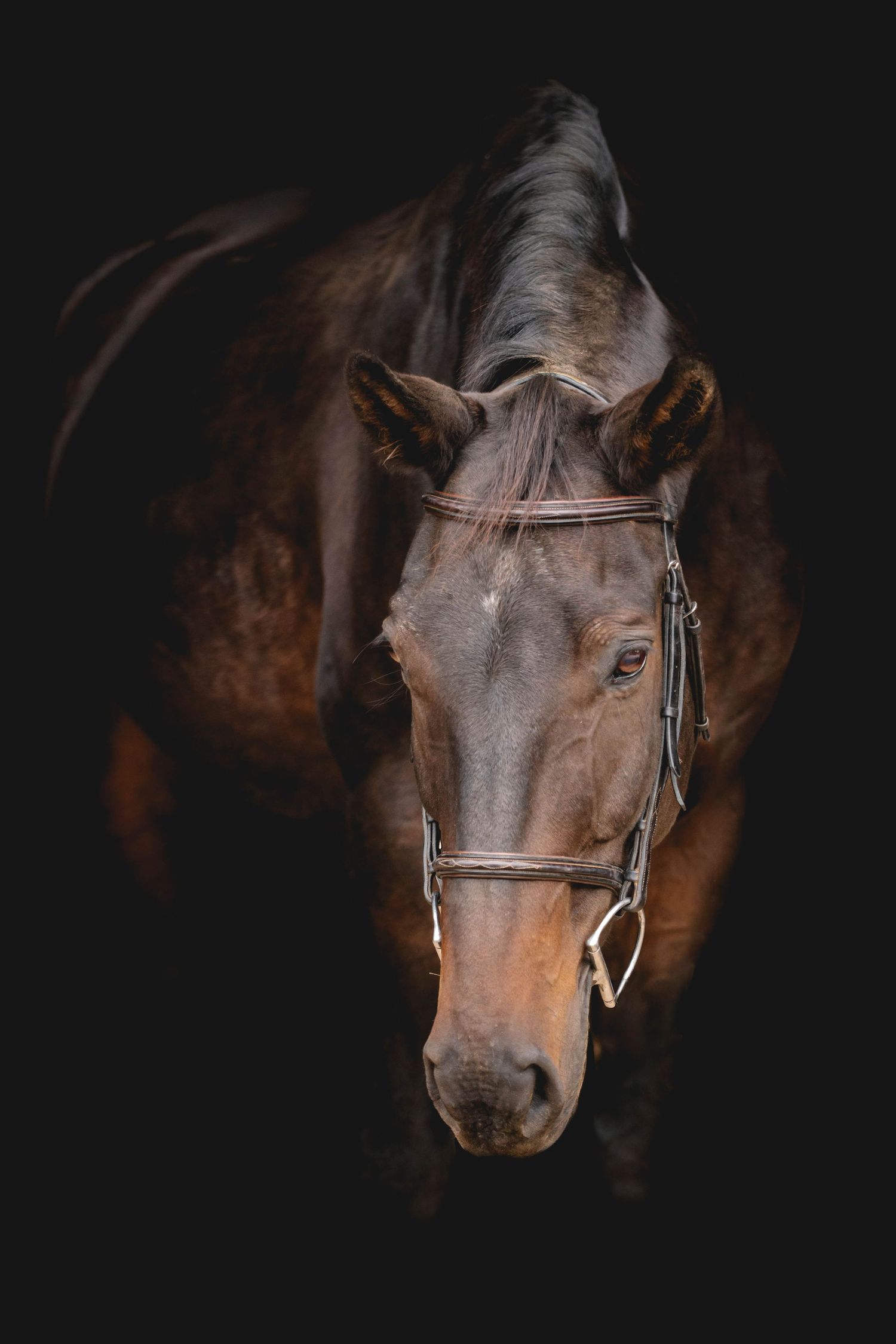 Bay horse portrait showing detailed head and bridle against black background.