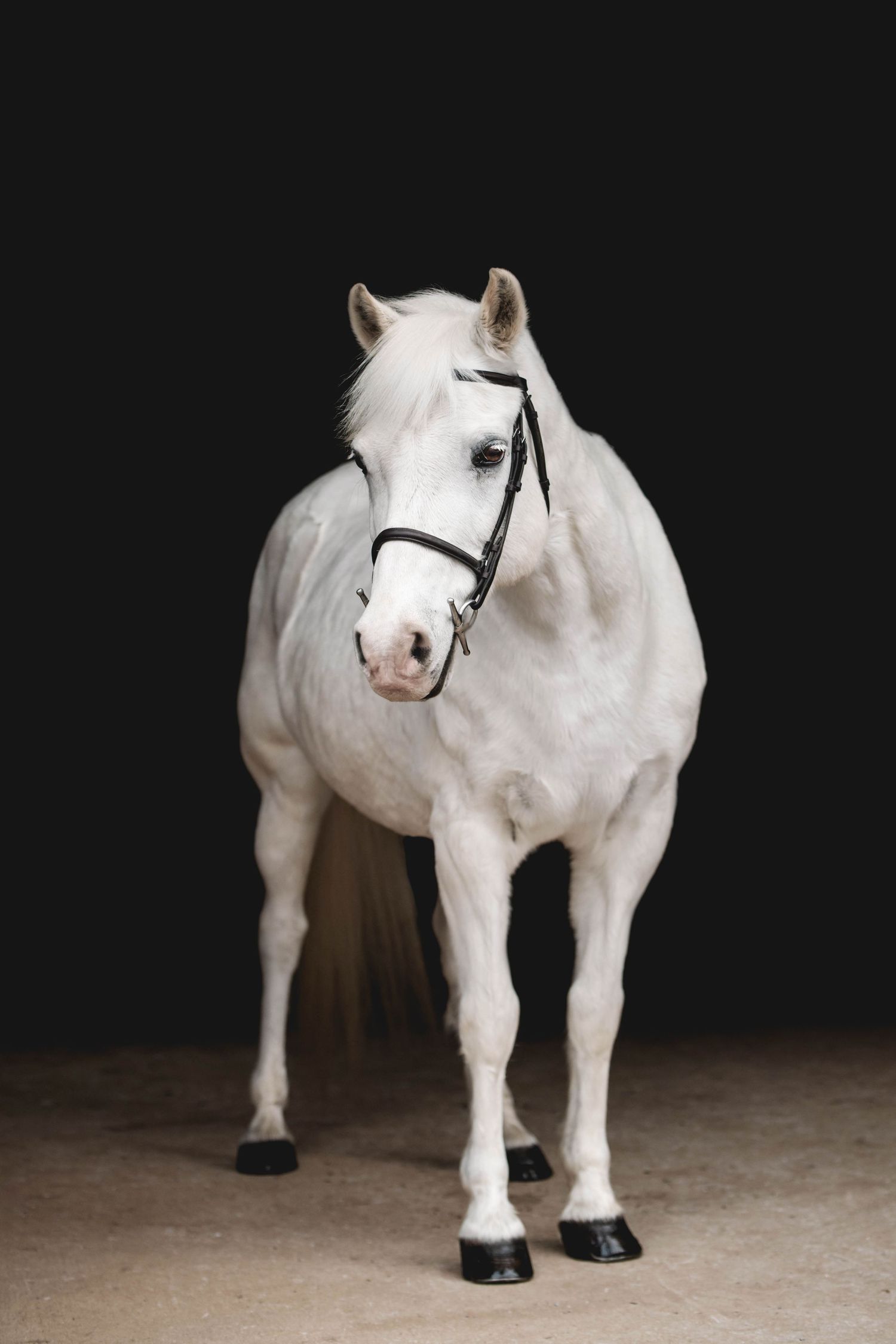 White horse standing in full profile view wearing a dark bridle on a neutral background.