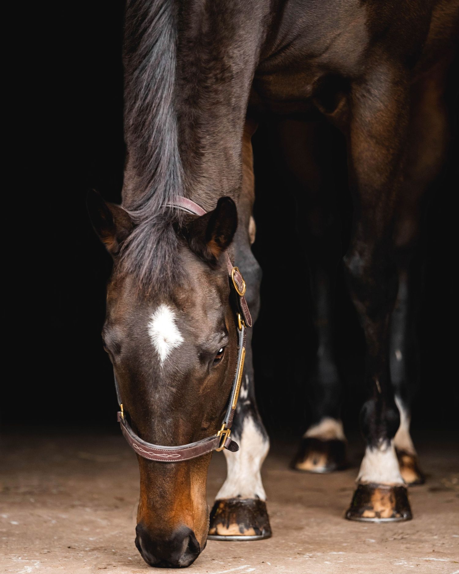 Close-up portrait of a dark bay horse with a white star marking and brown leather halter in dim lighting.