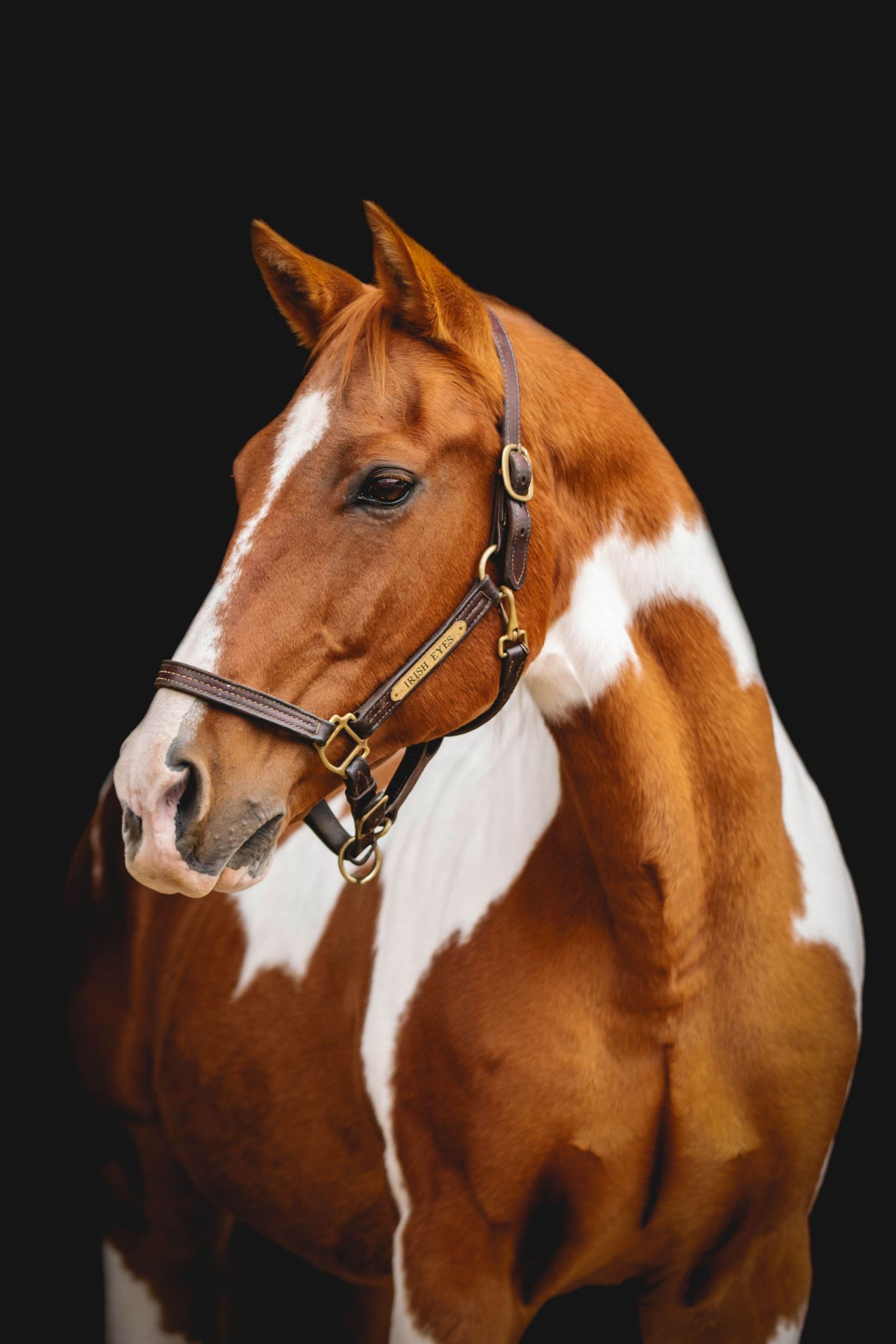 Paint horse with brown and white markings wearing leather halter against black background.