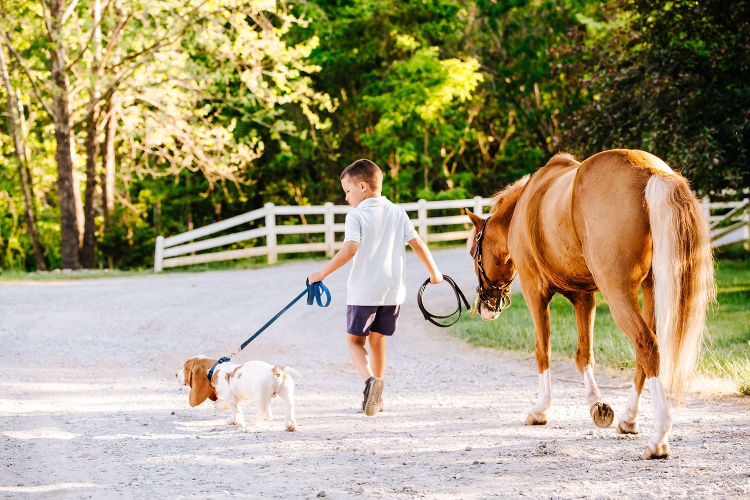 Young boy walking a small dog alongside a beautiful chestnut horse on a sunny path with white fencing.