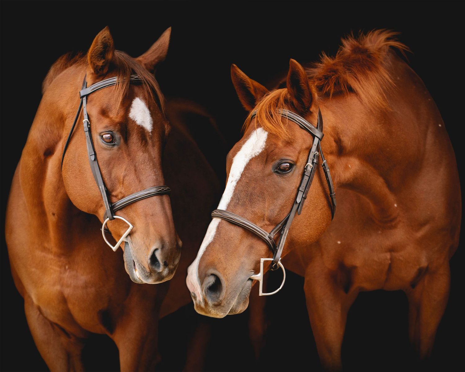 Three chestnut horses with bridles and white facial markings pose against a black backdrop.
